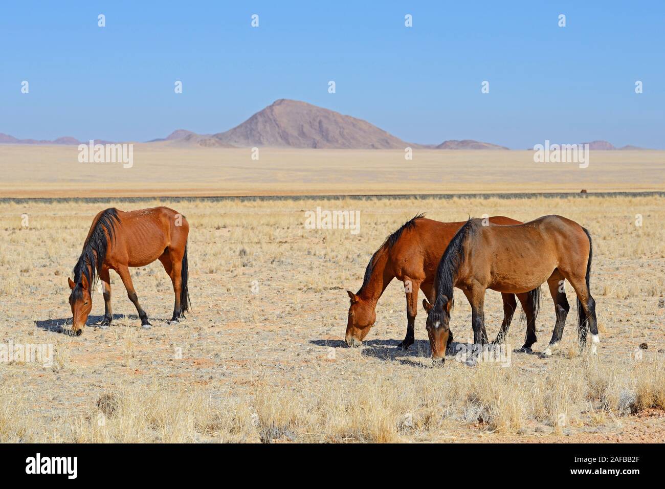 grasende Wildpferde in Garub bei Aus, Namibia, Afrika Stock Photo