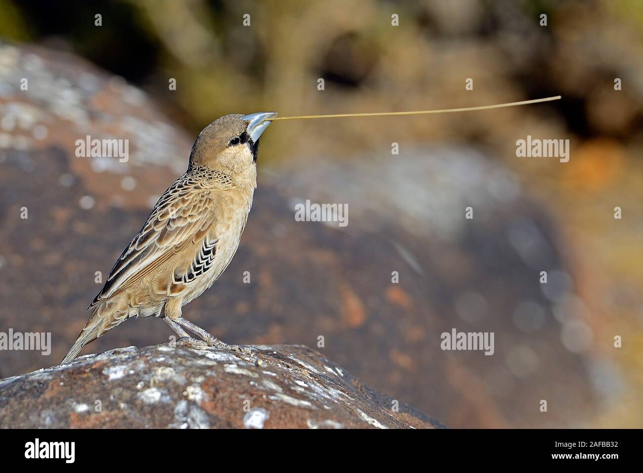 Siedelweber (Philetairus socius) mit Nistmaterial,  Keetmanshoop, Namibia,  Afrika Stock Photo