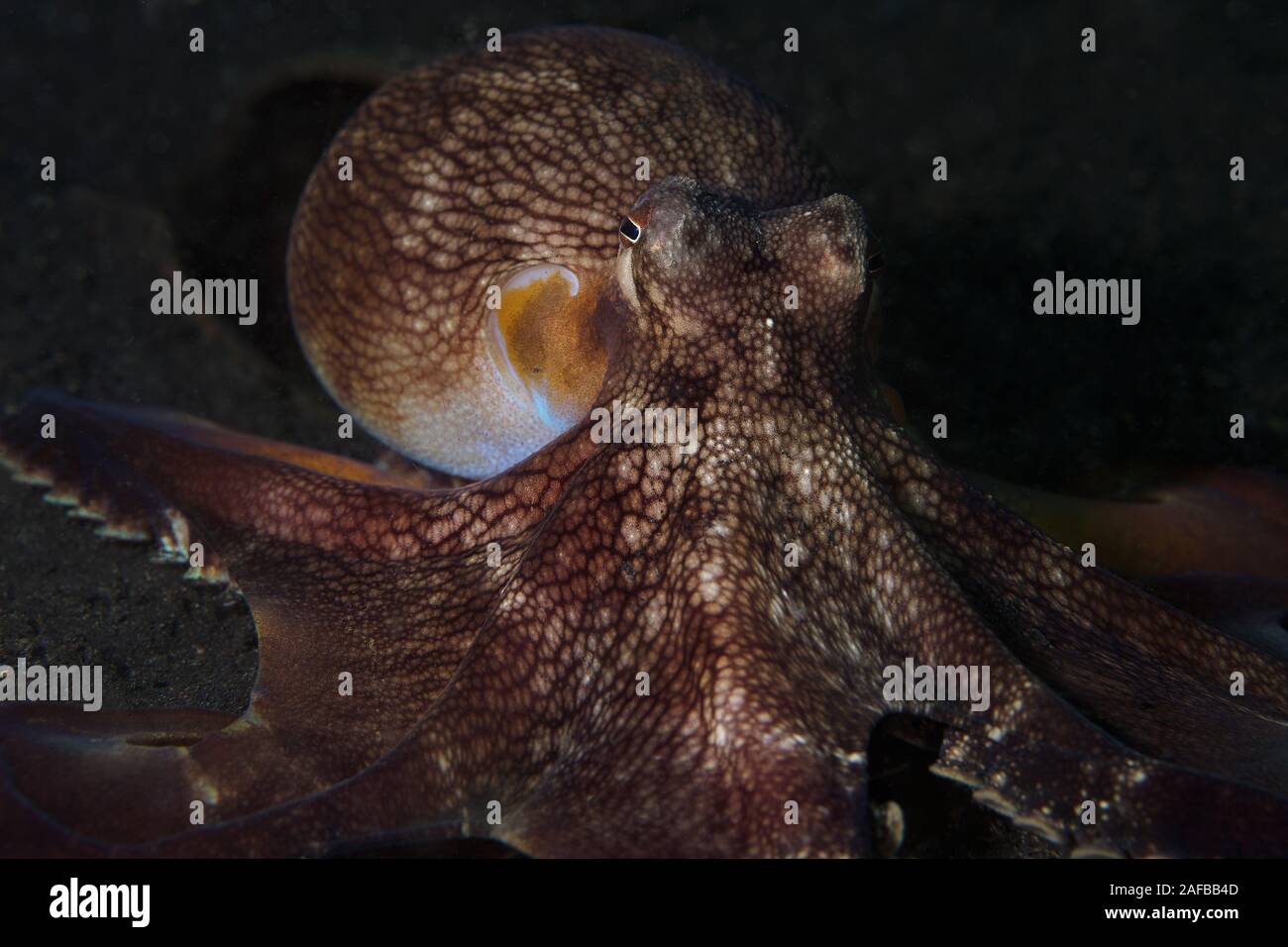 Coconut octopus (Amphioctopus marginatus). Underwater picture was taken in Lembeh Strait, Indonesia Stock Photo