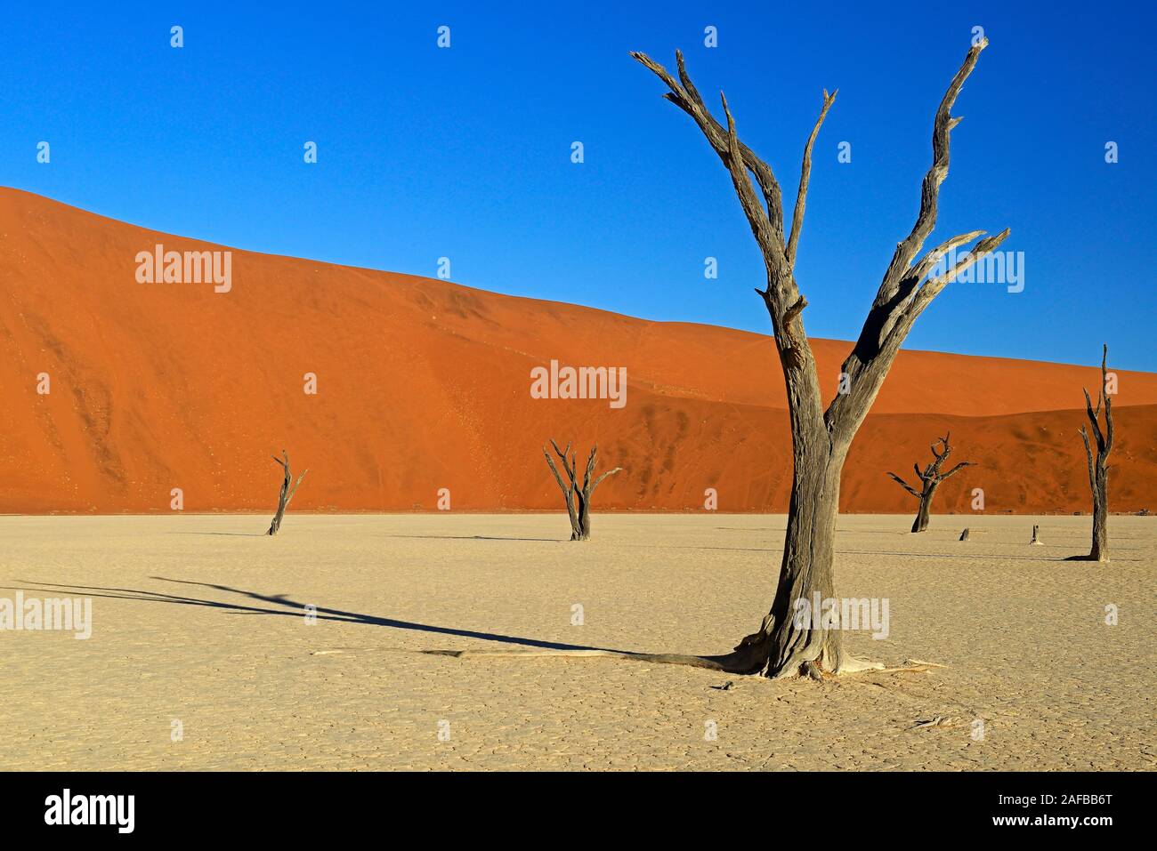 Kameldornbaeume (Acacia erioloba), auch Kameldorn oder Kameldornakazie im letzten Abendlicht,  Namib Naukluft Nationalpark, Deadvlei, Dead Vlei, Sossu Stock Photo