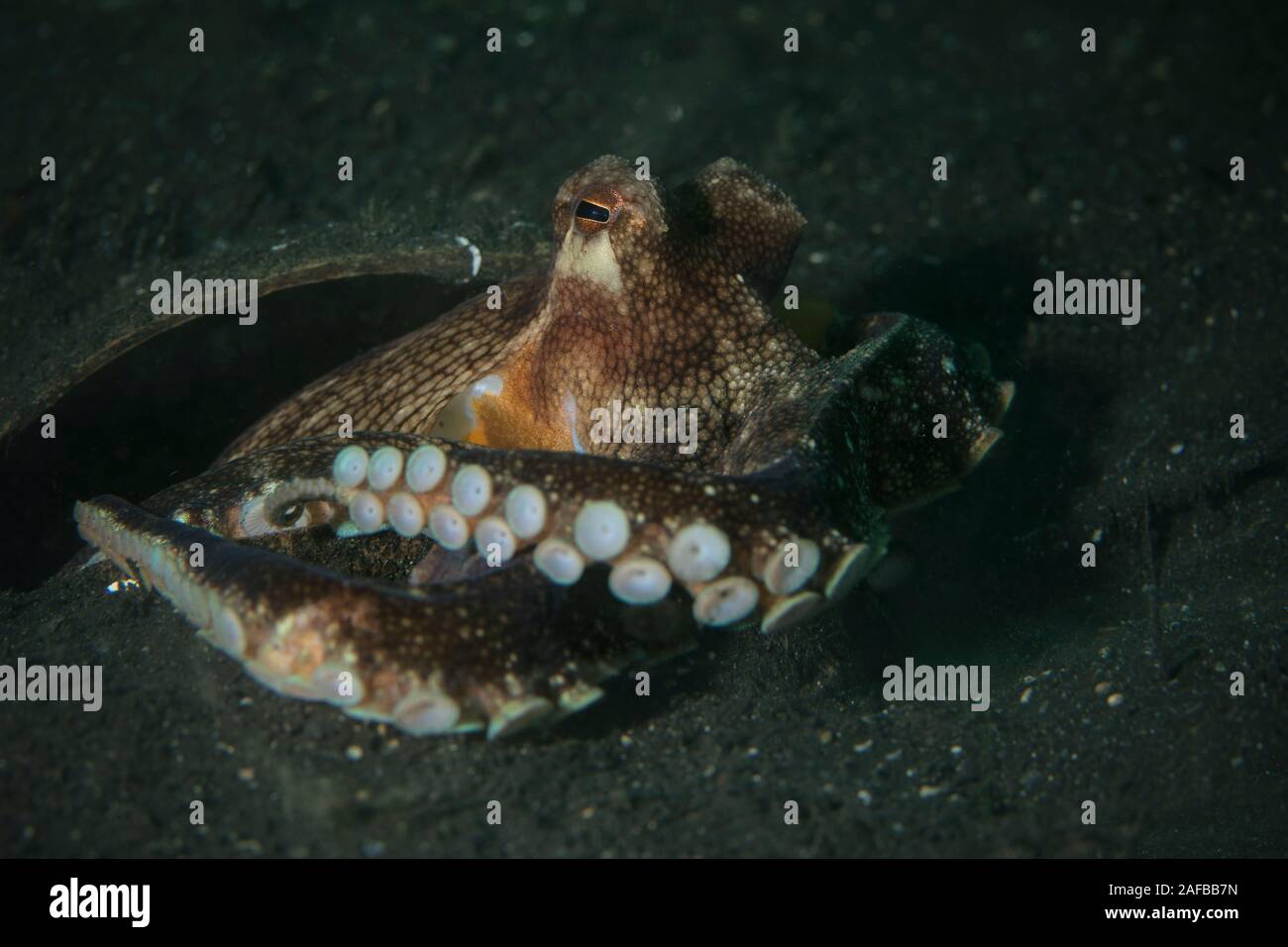Coconut octopus (Amphioctopus marginatus). Underwater picture was taken in Lembeh Strait, Indonesia Stock Photo