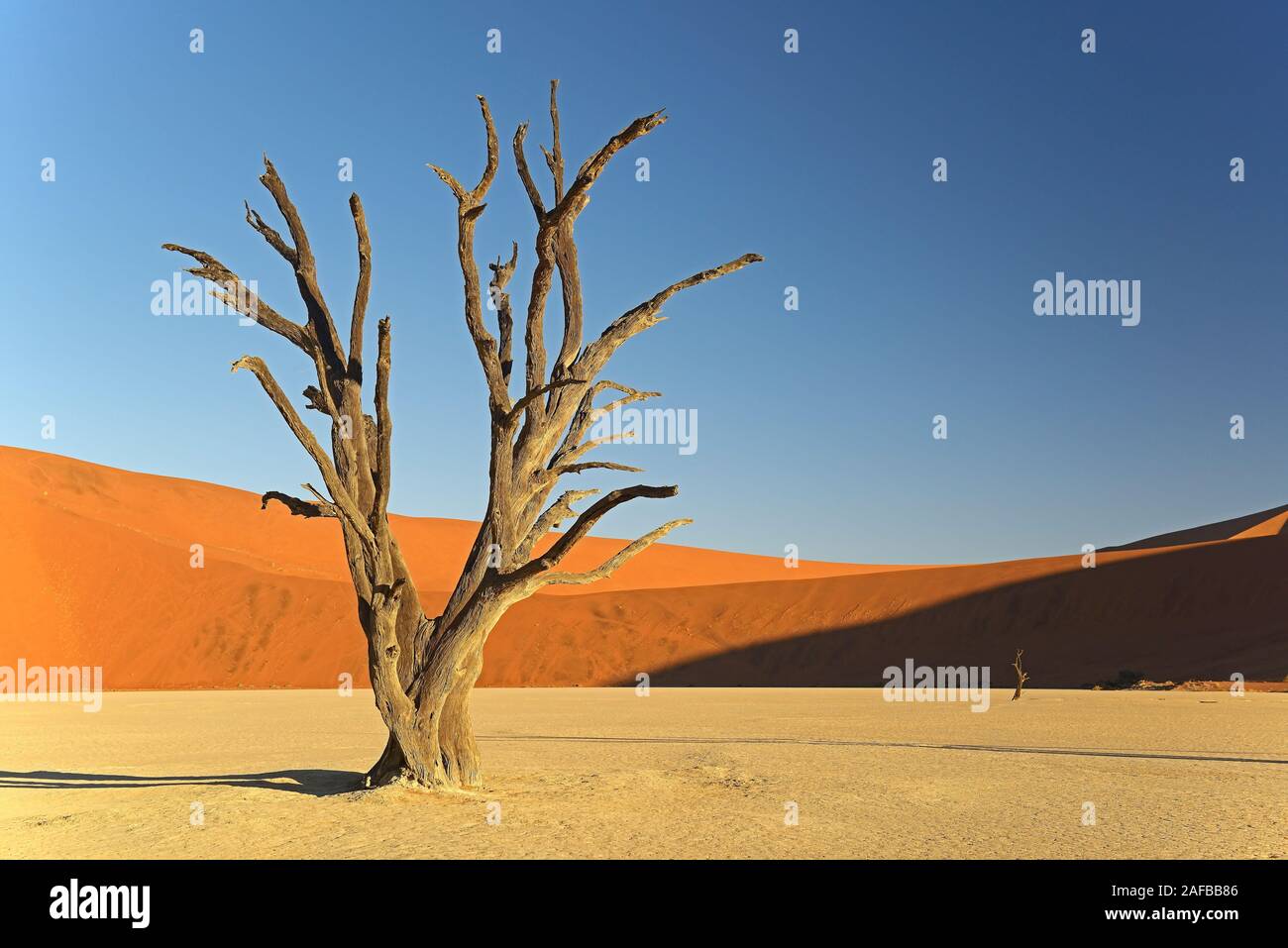 Kameldornbaeume (Acacia erioloba), auch Kameldorn oder Kameldornakazie im letzten Abendlicht,  Namib Naukluft Nationalpark, Deadvlei, Dead Vlei, Sossu Stock Photo