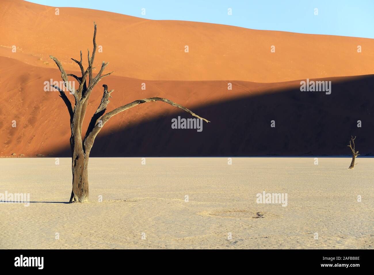 Kameldornbaeume (Acacia erioloba), auch Kameldorn oder Kameldornakazie im letzten Abendlicht,  Namib Naukluft Nationalpark, Deadvlei, Dead Vlei, Sossu Stock Photo