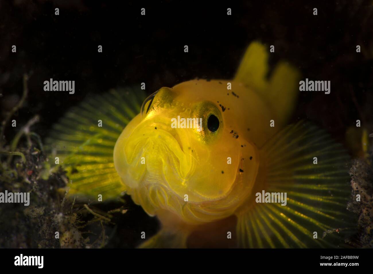 Lemon gobies  (Lubricogobius exiguus).  Underwater macro photography from Lembeh, Indonesia Stock Photo