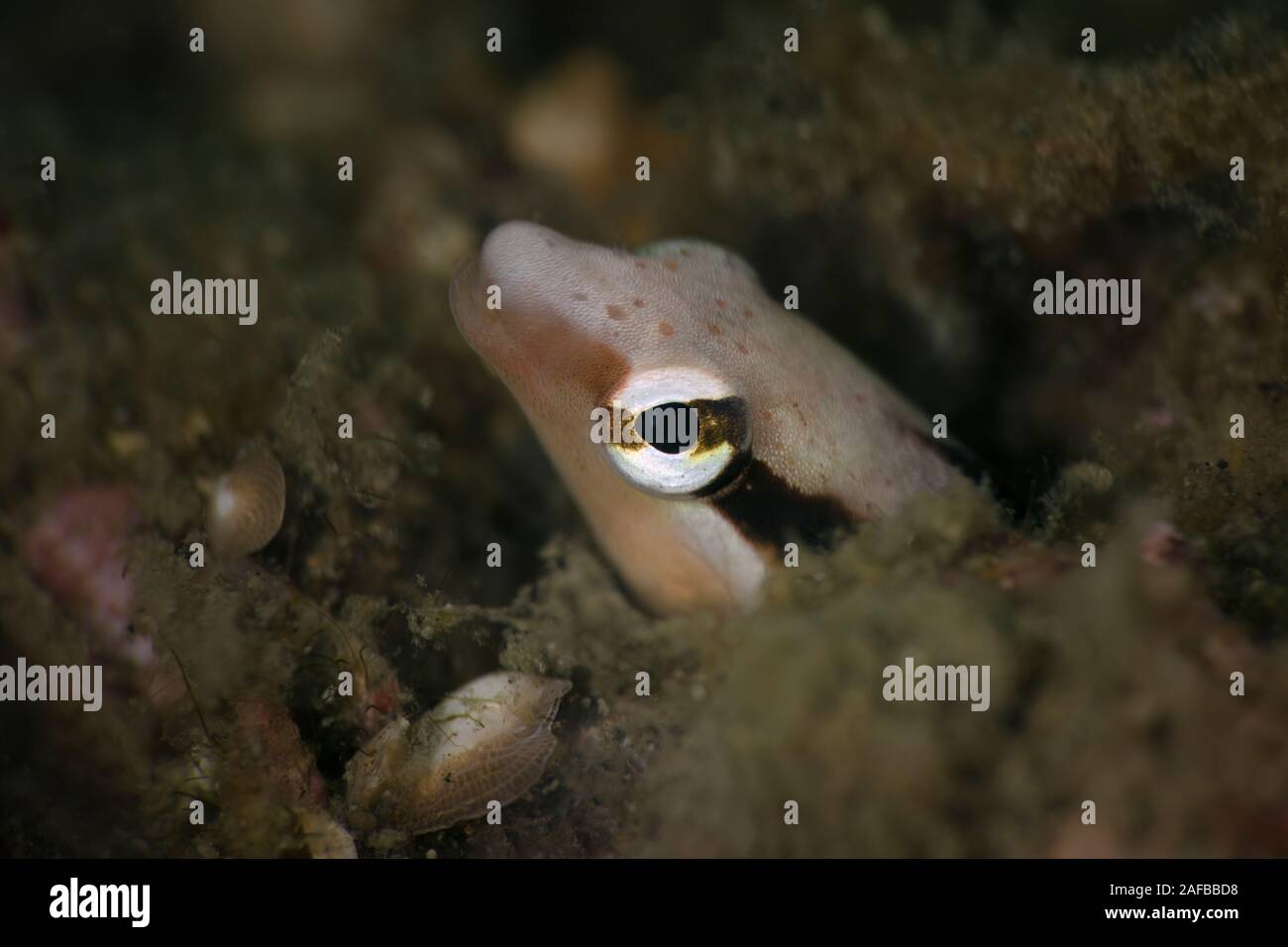The false cleanerfish (Aspidontus taeniatus). Underwater macro photography from Lembeh, Indonesia Stock Photo
