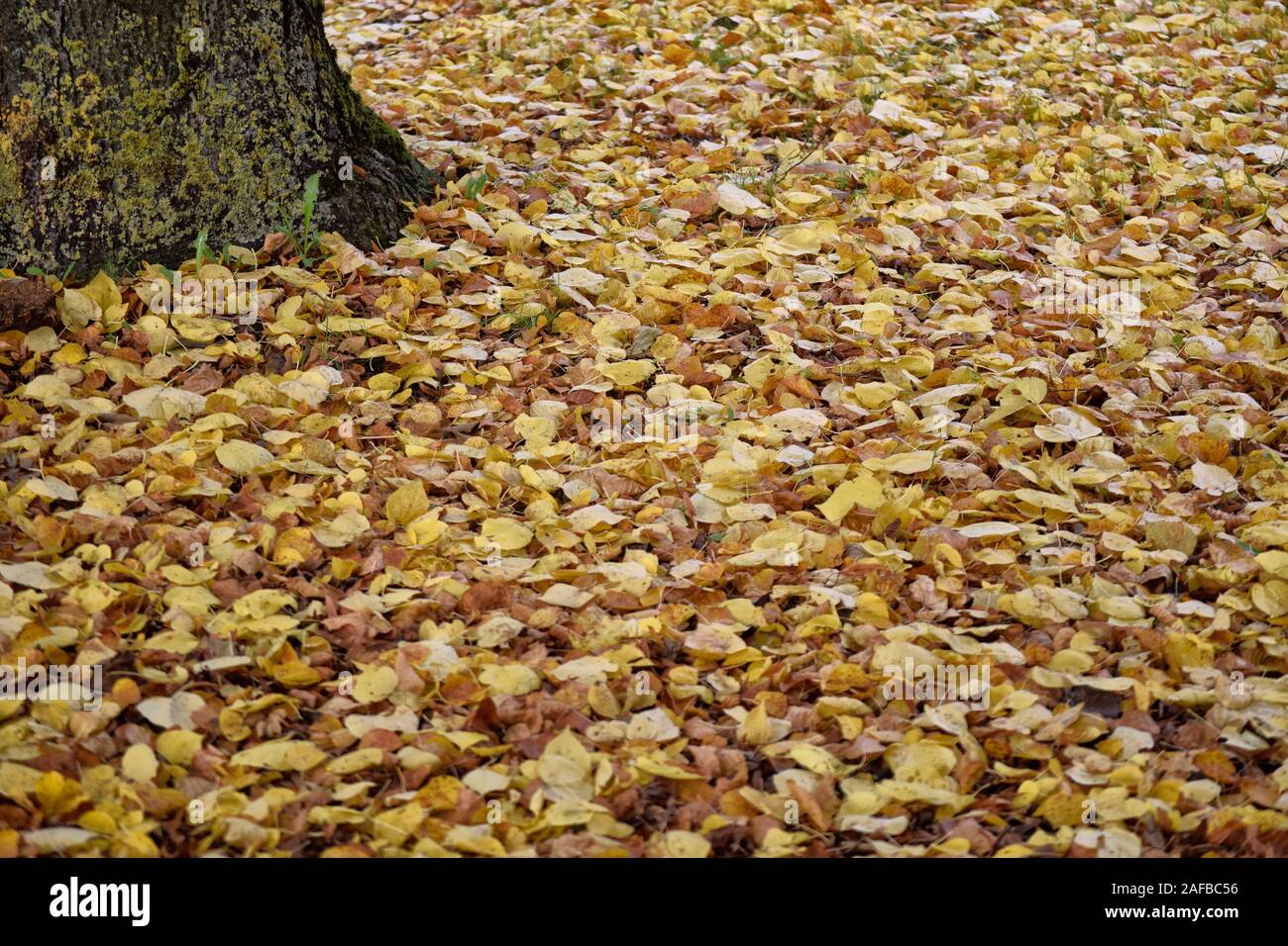 Brown yellow leaves blanket hi-res stock photography and images - Alamy