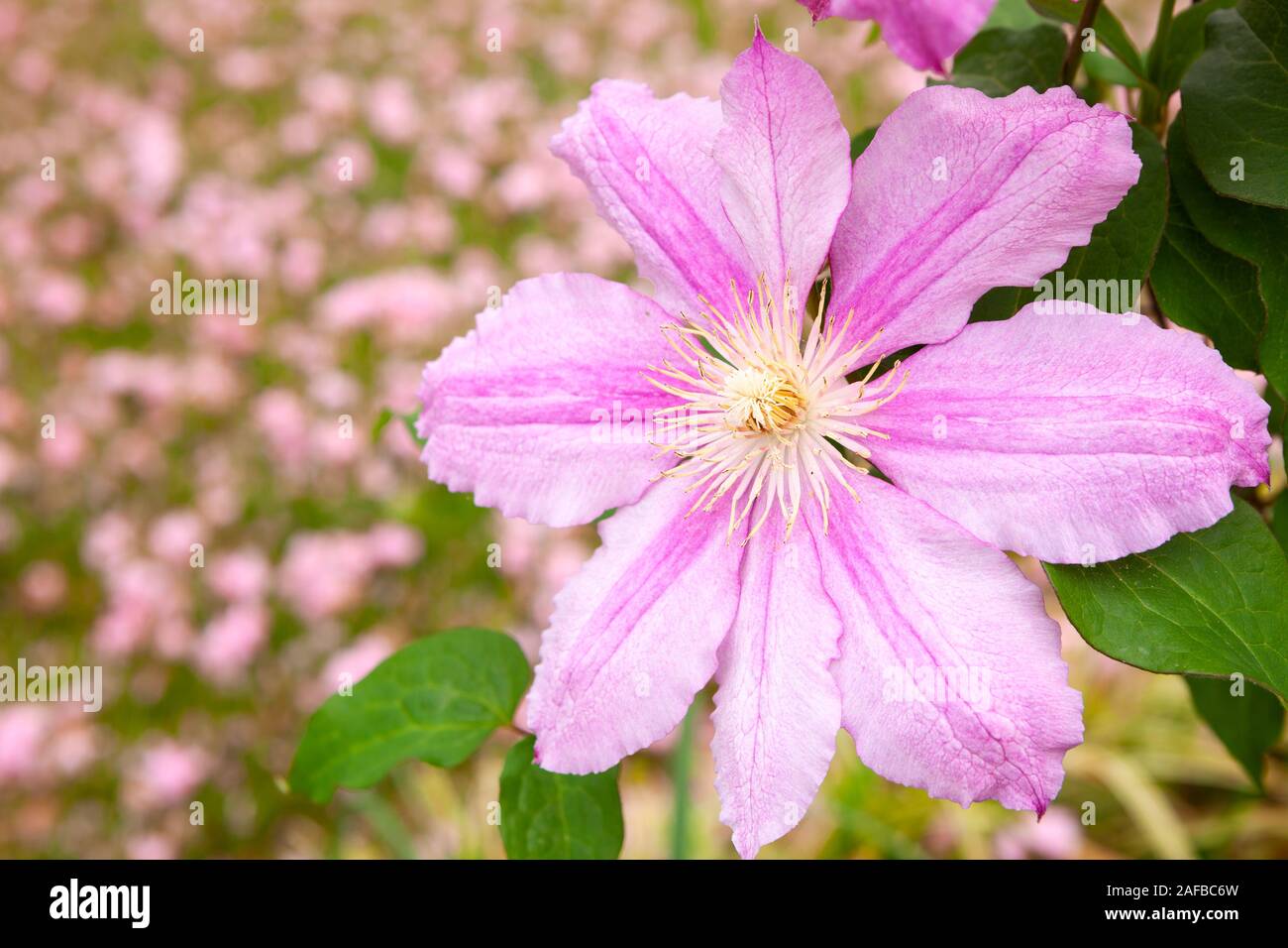 Beautiful spring blooming clematis Stock Photo Alamy