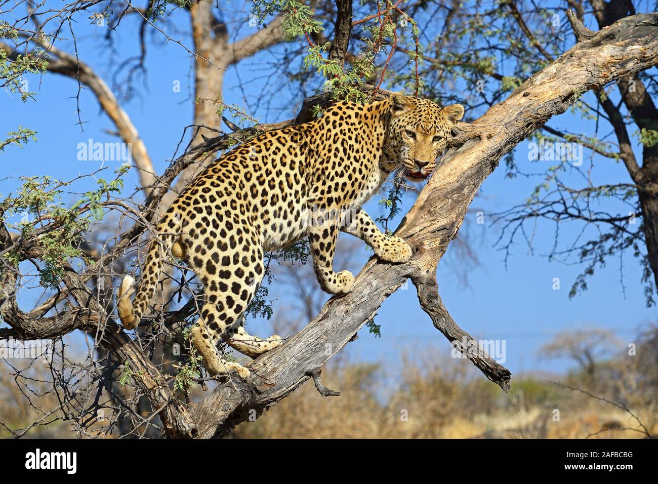 Leopard (Panthera pardus) haelt Ausschau auf einem Baum am Abend , Khomas Region, Namibia, Afrika Stock Photo
