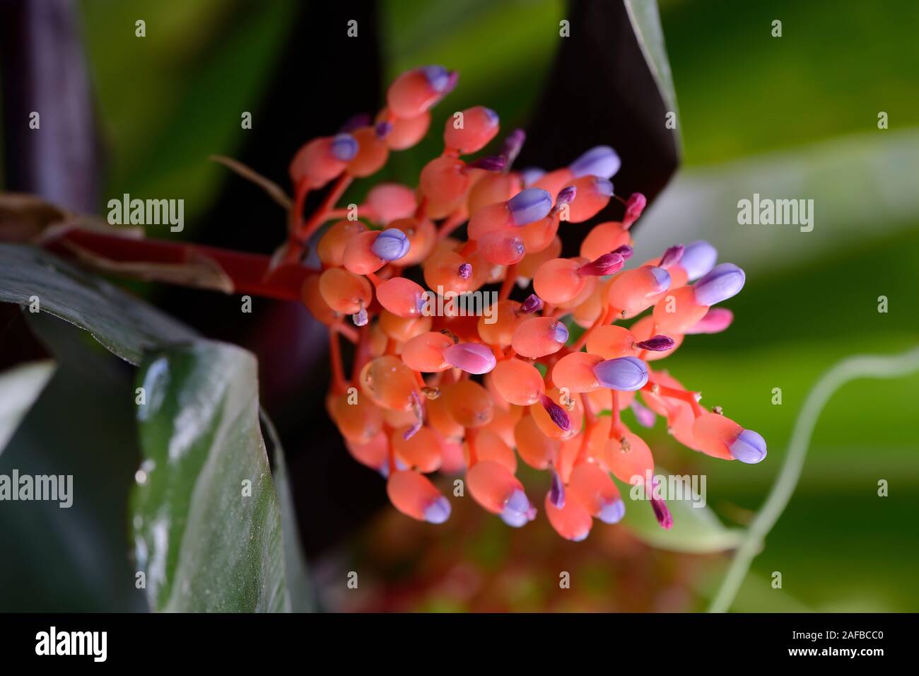 Blüte von Aechmea miniata, verschiedenfarbige Lanzenrosette,  Bromelie, Vorkommen Südamerika Stock Photo