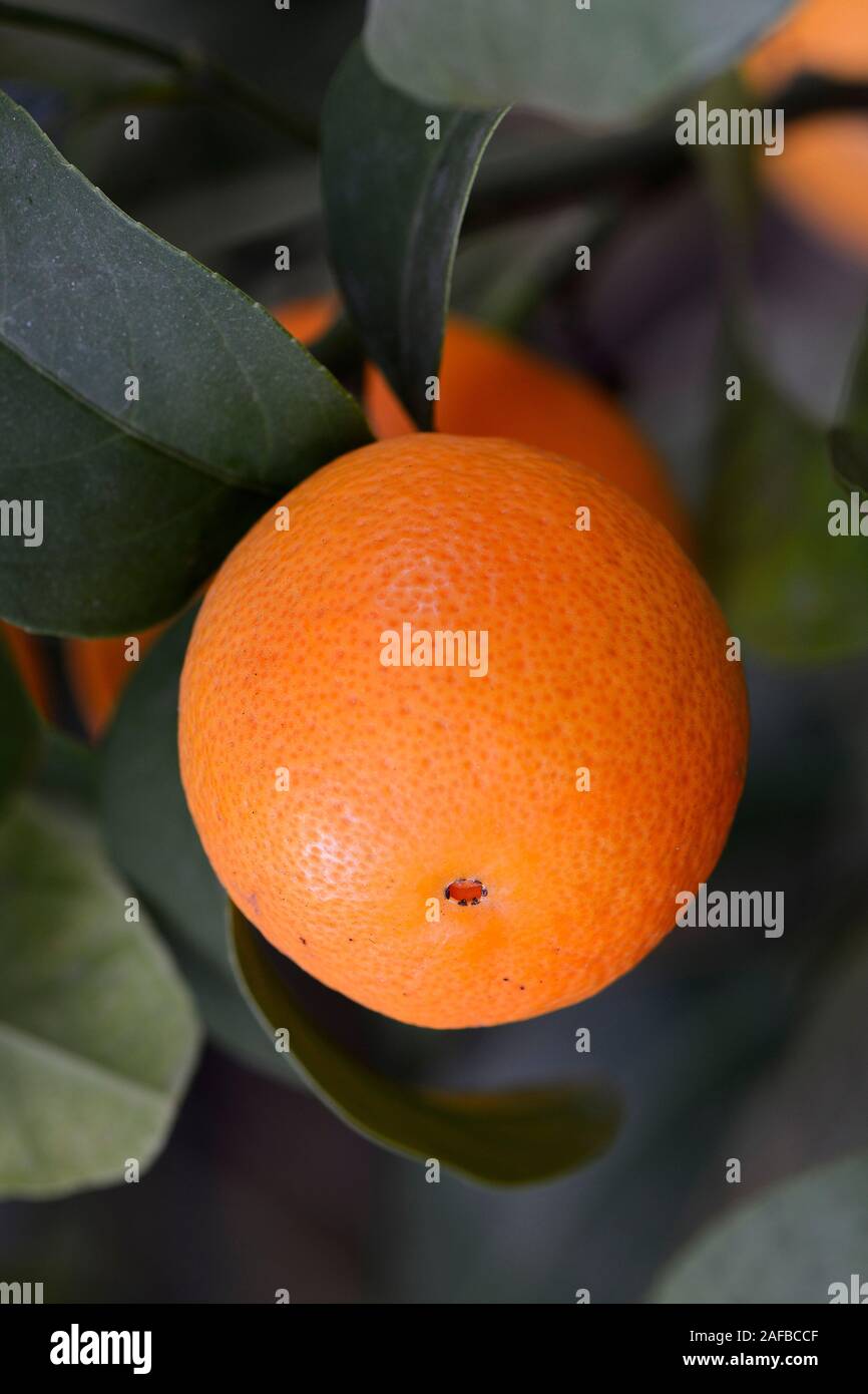 Orange (Citrus spec.) an einem Orangebaum Stock Photo