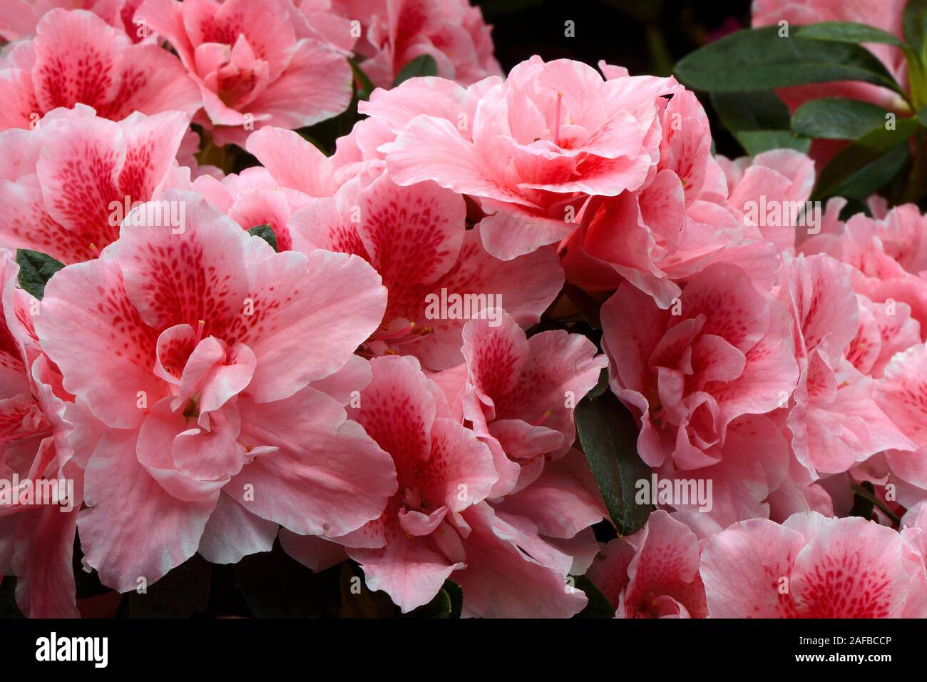 verschiedene Zuchtformen eines Rhododrendron (Rhododendron strigillosum ) Deutschland Stock Photo