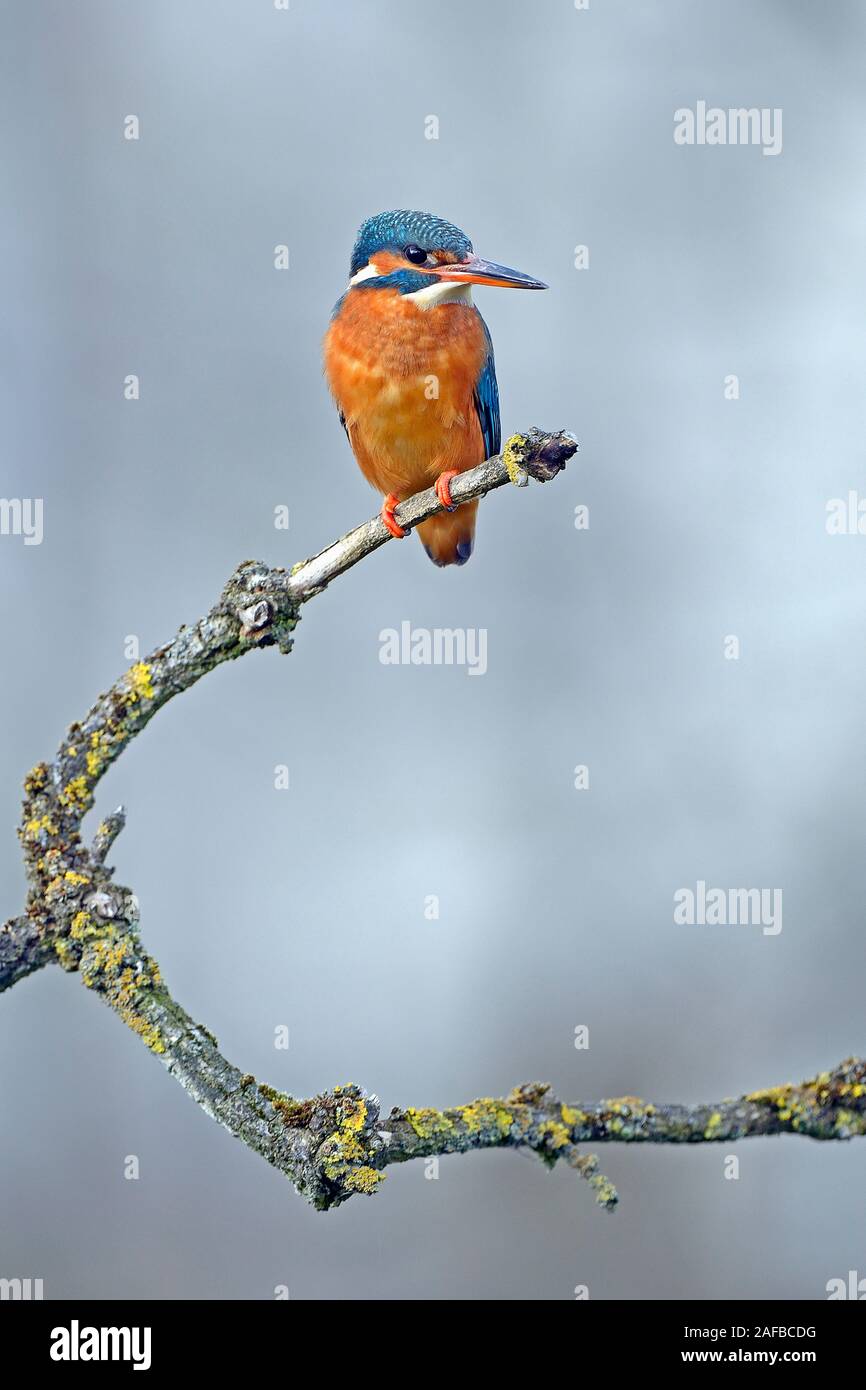 Eisvogel (Alcedo atthis) auf Sitzwarte, Niedersachsen, Deutschland Stock Photo