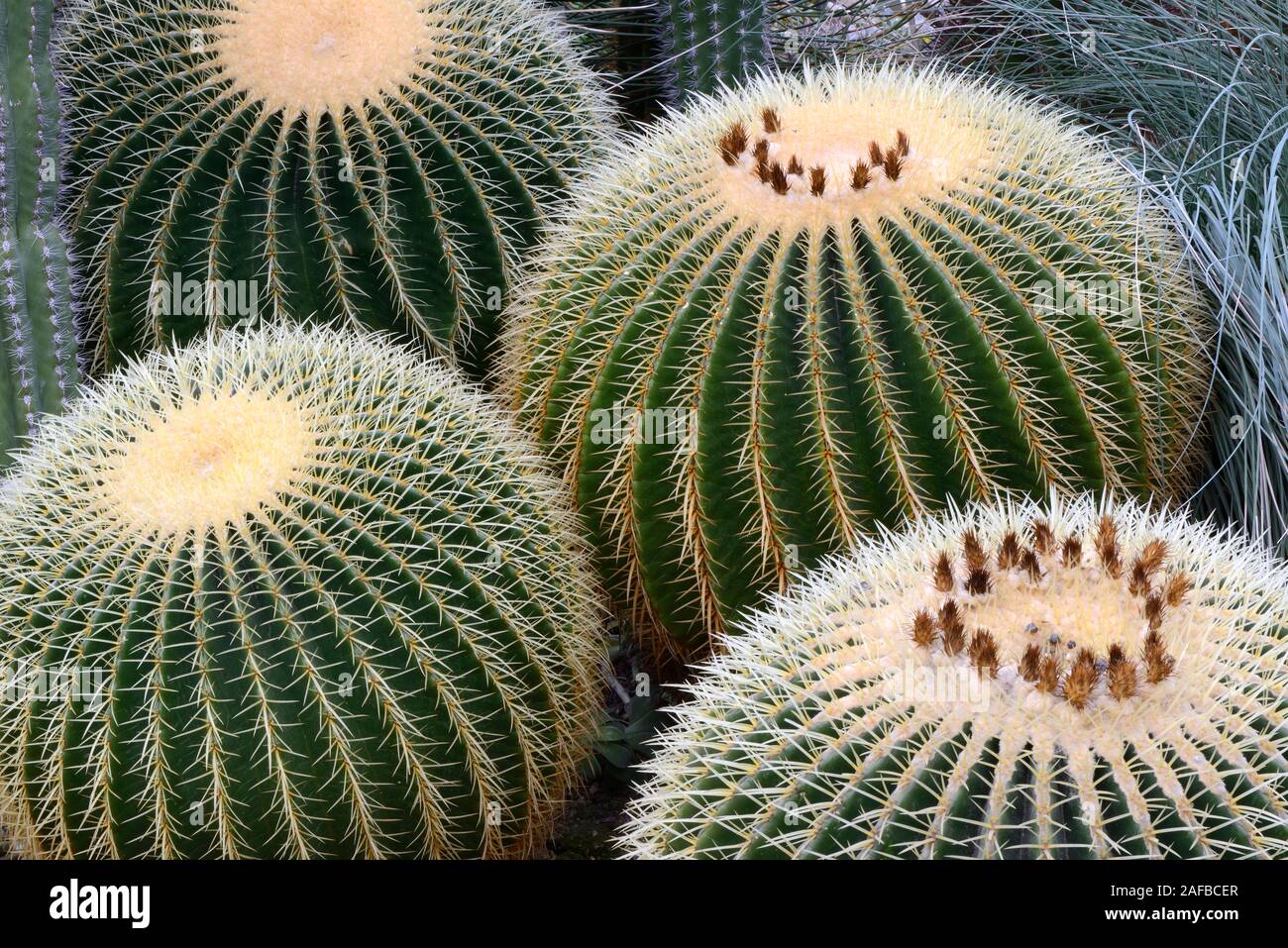 Goldkugelkaktus, Schwiegermuttersitz (Echinocactus grusonii), Vorkommen Mexiko, Nordamerika Stock Photo