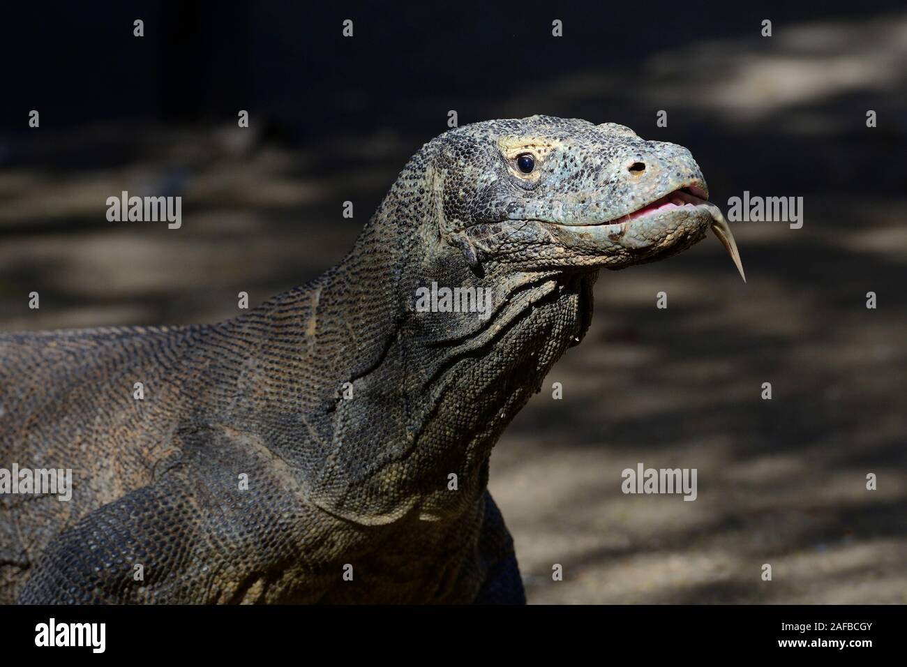 Komodowaran (Varanus komodoensis), Portrait aus nächster Nähe im Abendlicht, Insel Rinca, Indonesien Stock Photo