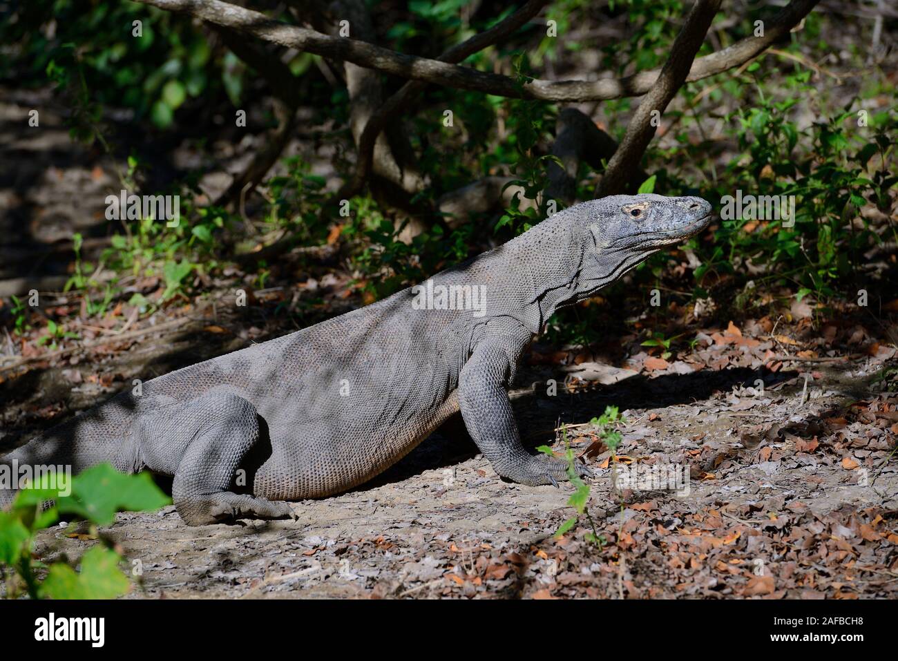 komodowaran-varanus-komodoensis-im-grasland-insel-rinca-indonesien