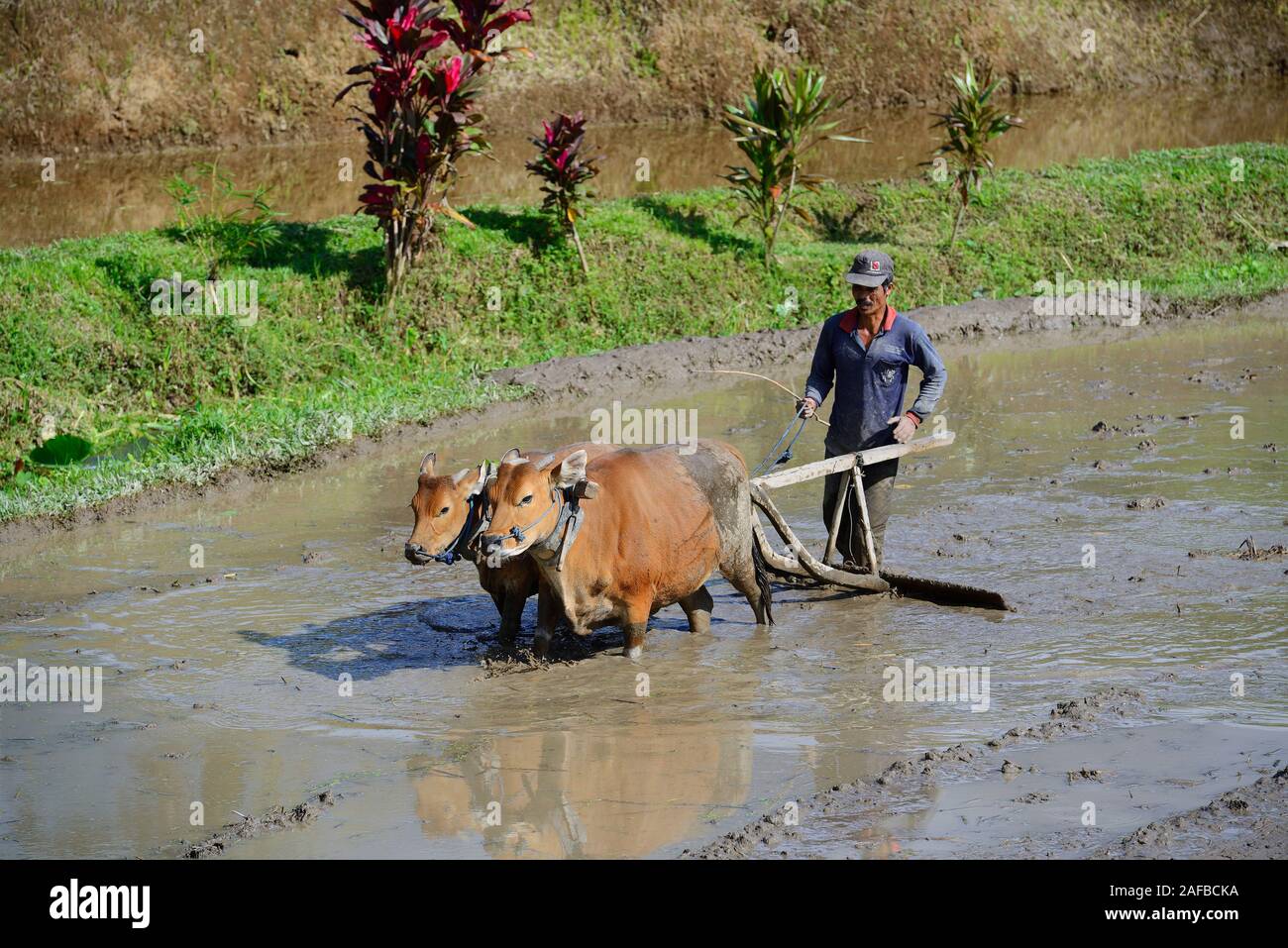Reisbauer bearbeitet ein Reisfeld mit Ochsen an den  Reisterassen von Jatiluwih, Bali, Indonesien Stock Photo