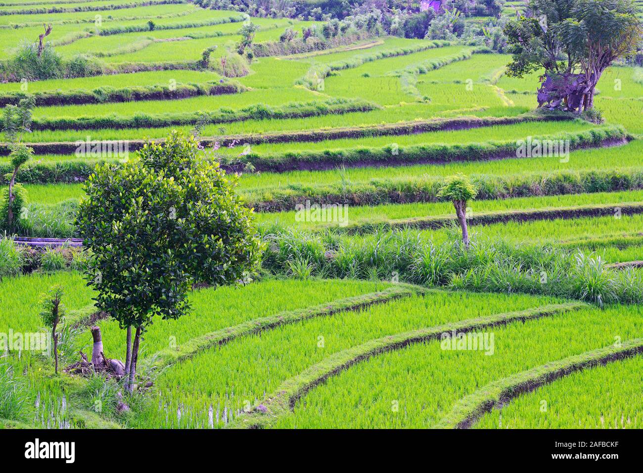 Reisfelder und Reisterassen im Süden von Bali, Indonesien Stock Photo