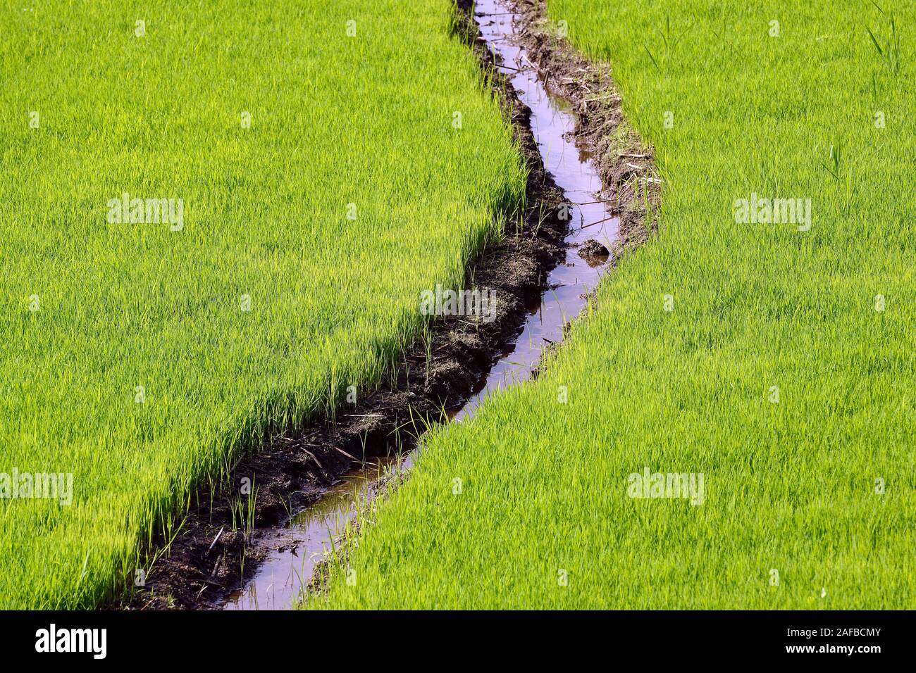 junge Reissetzlinge mit Bewässerungskanal an den Reisterassen von Jatiluwih, Bali, Indonesien Stock Photo