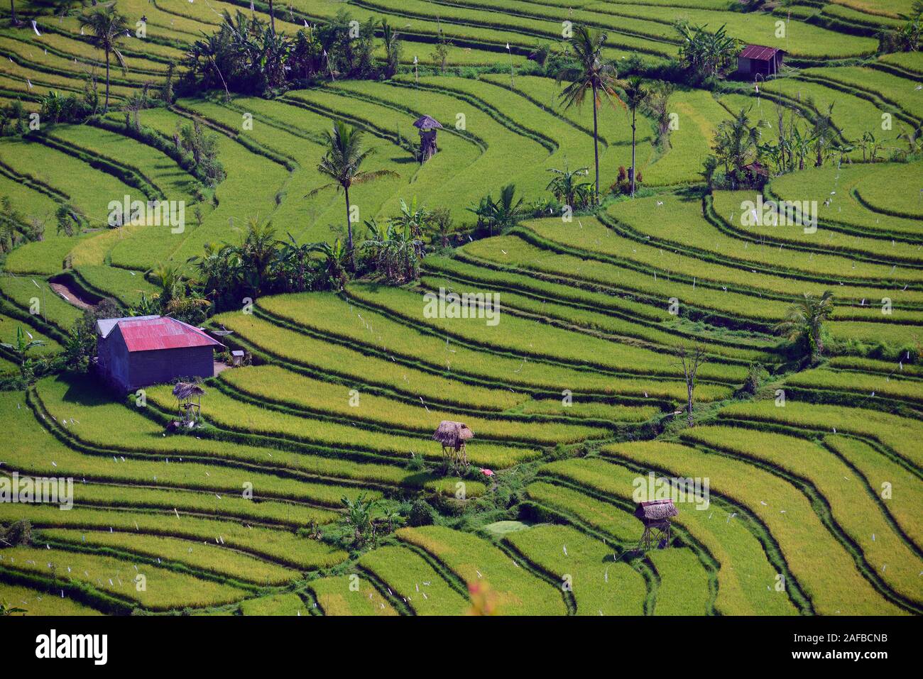 riesige Reisfelder und Reisterassen in Zentralbali, Munduk, Bali, Indonesien Stock Photo