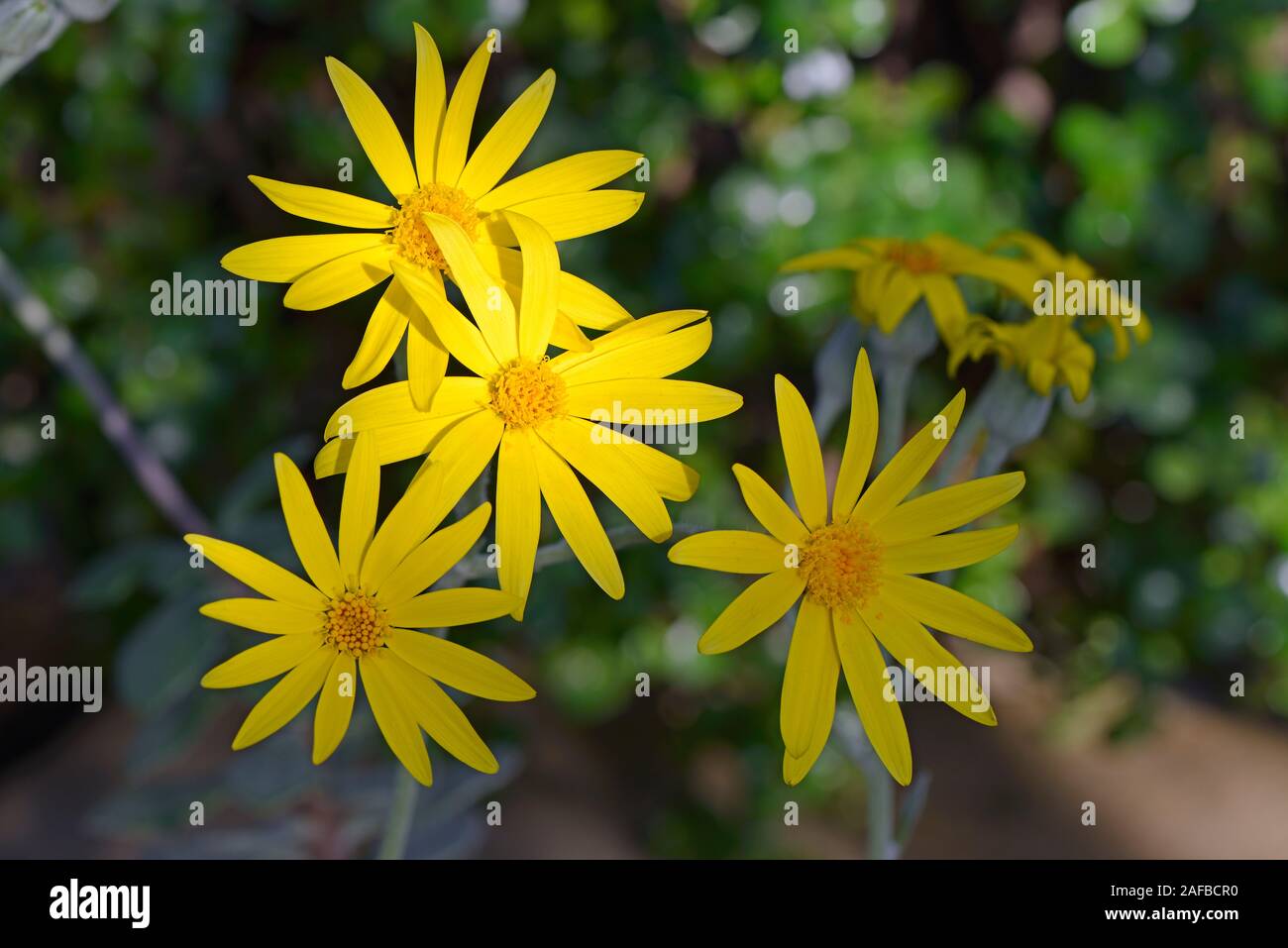Blüte einer Sukkulente, Senecio medley woodii, Afrika Stock Photo
