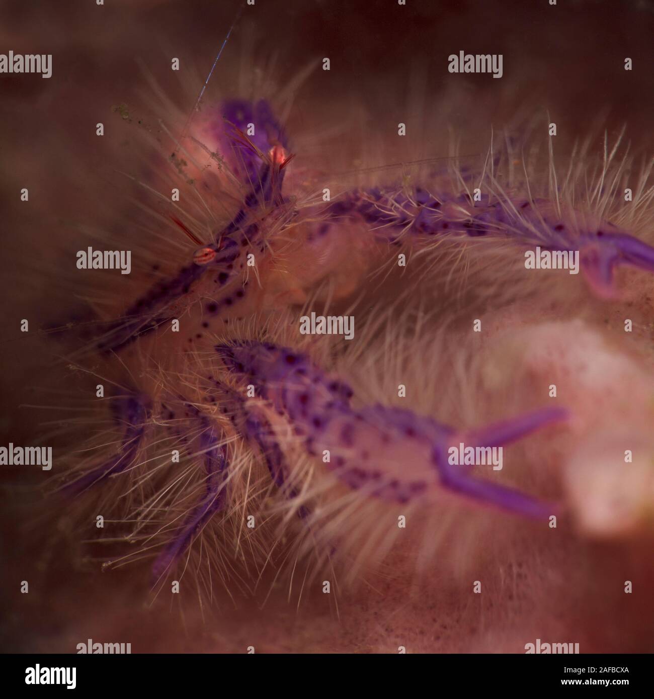 Pink hairy squat lobster (Lauriea siagiani). Underwater macro