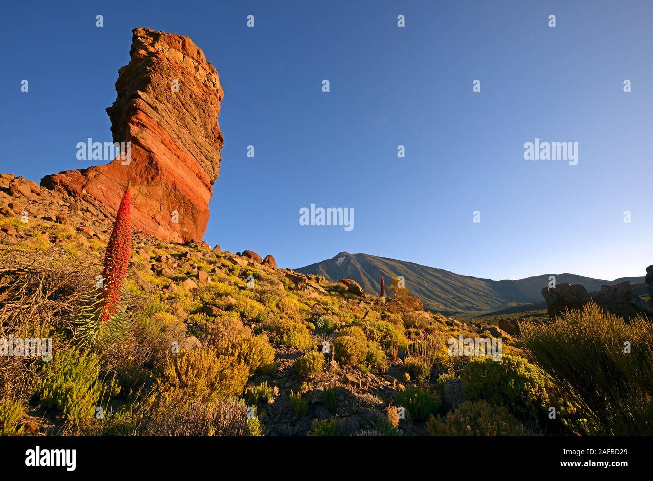 Roques de Garcia , Pico del Teide, Las Canadas, bei Sonnenaufgang, Rot blühender Wildprets Natternkopf (Echium wildpretii),  Teide-Nationalpark, UNESC Stock Photo