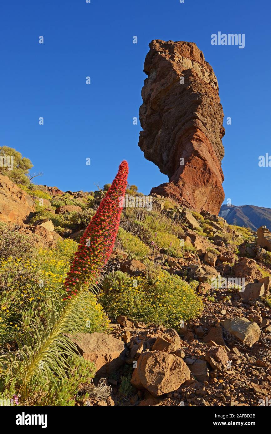 Roques de Garcia , Pico del Teide, Las Canadas, bei Sonnenaufgang, Rot blühender Wildprets Natternkopf (Echium wildpretii),  Teide-Nationalpark, UNESC Stock Photo