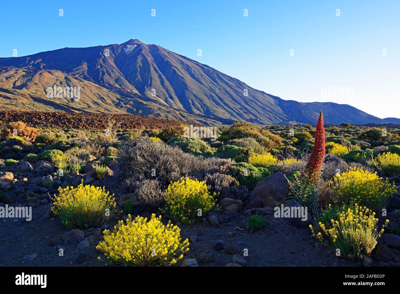 Roques de Garcia, Pico del Teide, Las Canadas, bei Sonnenaufgang, Rot blühender Wildprets Natternkopf (Echium wildpretii),  Teide-Nationalpark, UNESCO Stock Photo