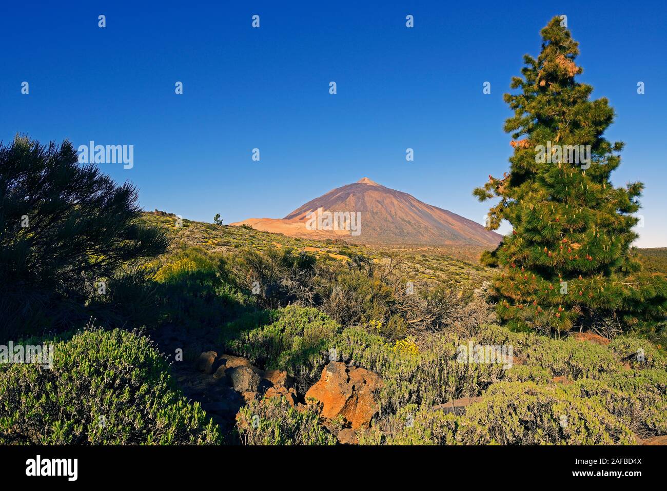 Vulkan Pico del Teide, Teide-Nationalpark, Parque Nacional de las Cañadas del Teide, Teneriffa, Kanarische Inseln, Spanien Stock Photo