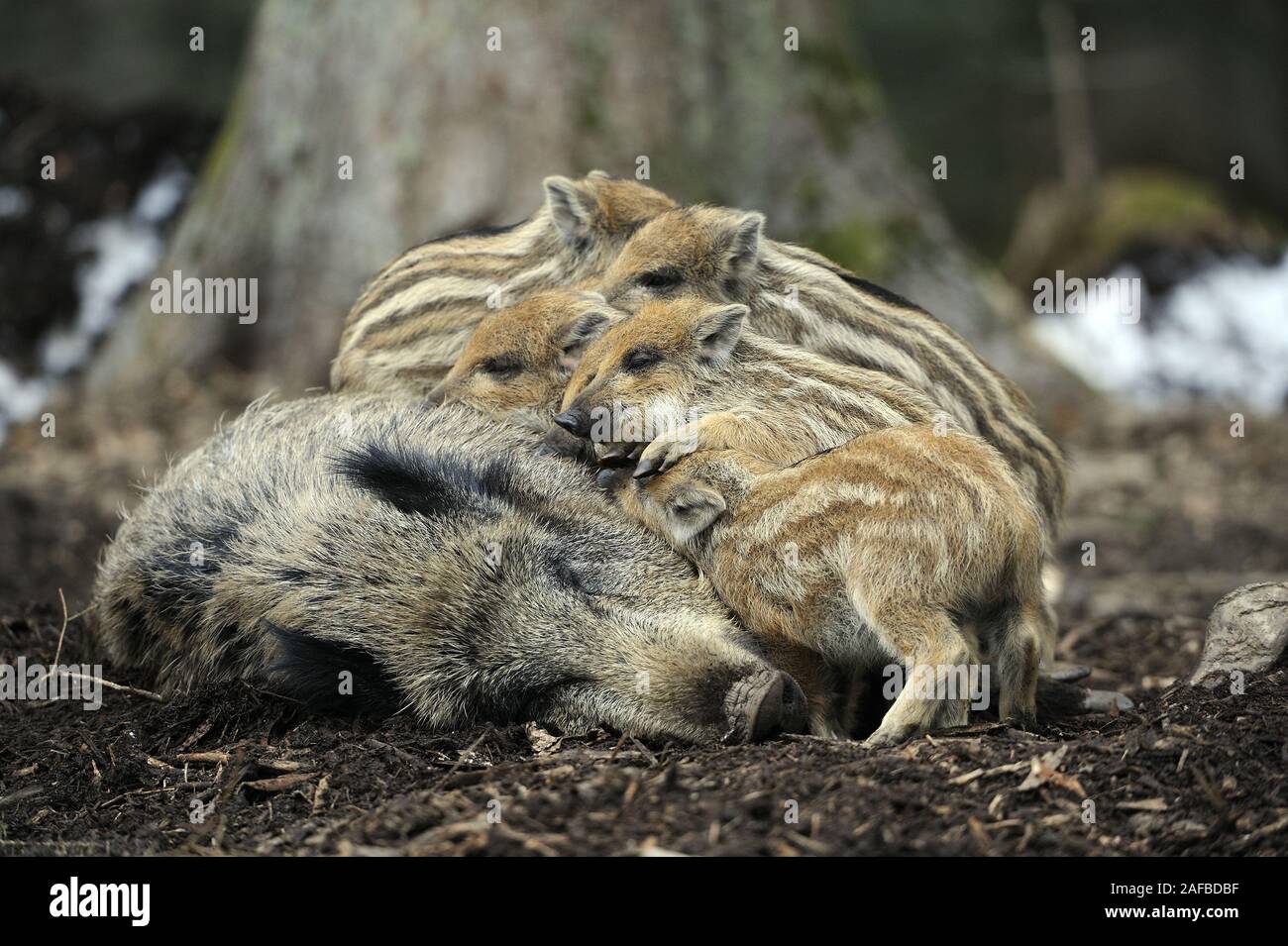 Wildschwein, Sus scrofa, frischlinge saeugen bei Mutter, Bache Stock Photo