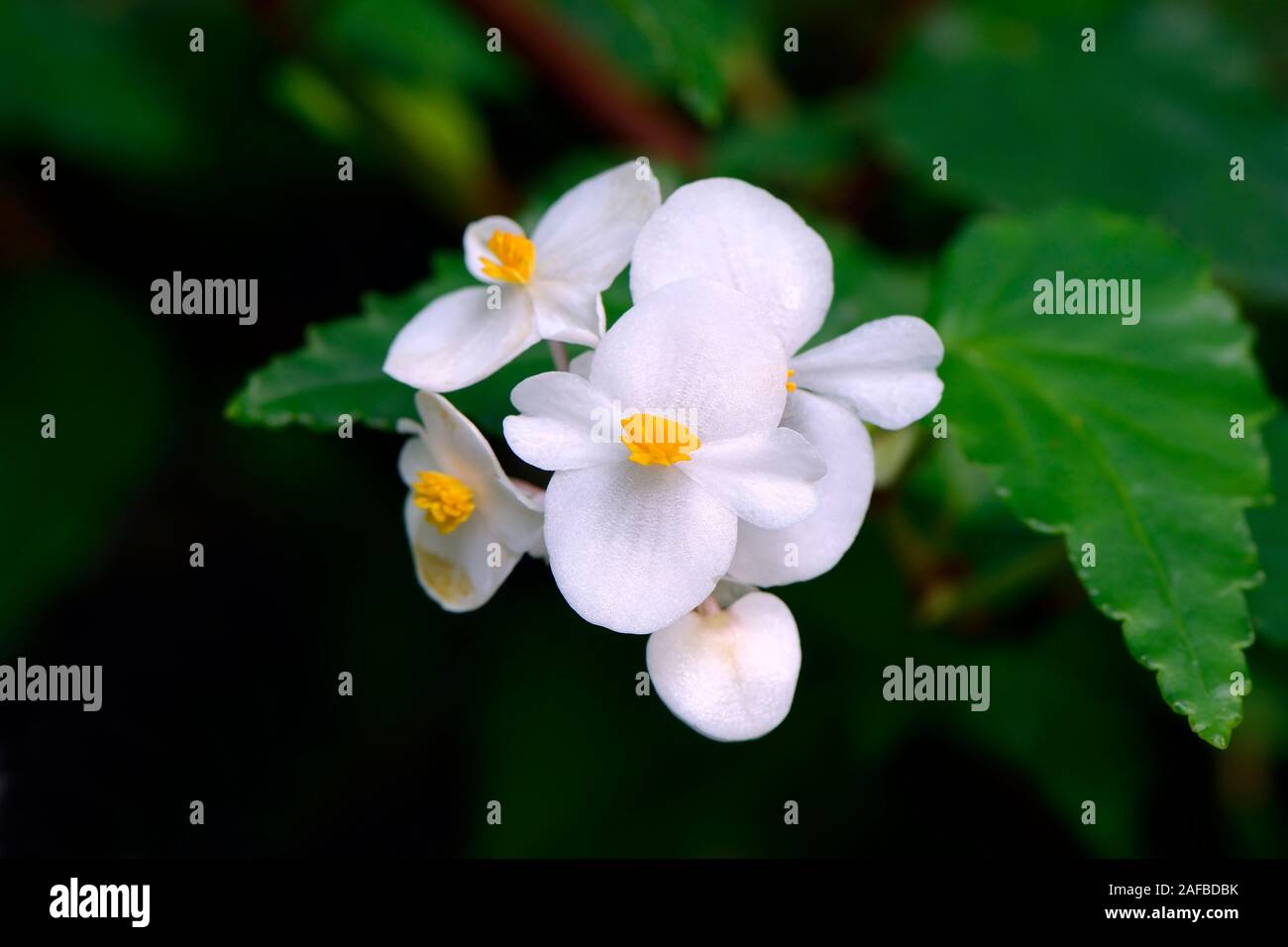 Kubanische Begonie (Begonia cubensis), Vorkommen Mittelamerika Stock Photo