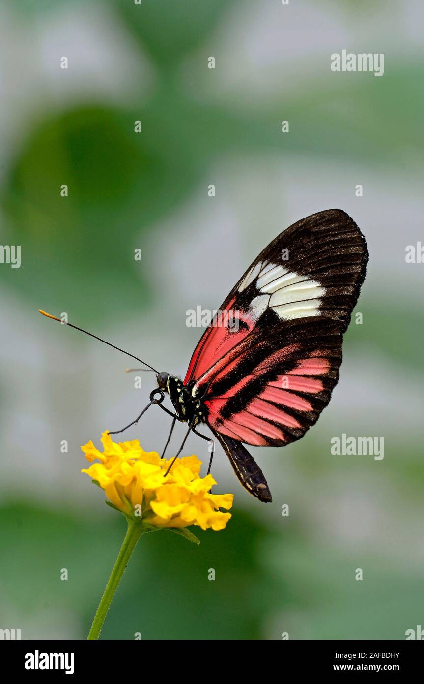 Butterfly - Schmetterling - Grosser Kurier - Helioconius melpomene Stock Photo
