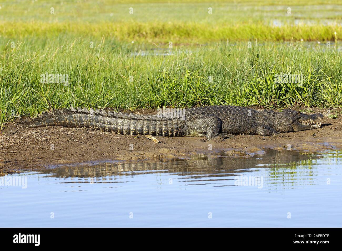 Leistenkrokodil - Salzwasserkorkrokodil Stock Photo - Alamy