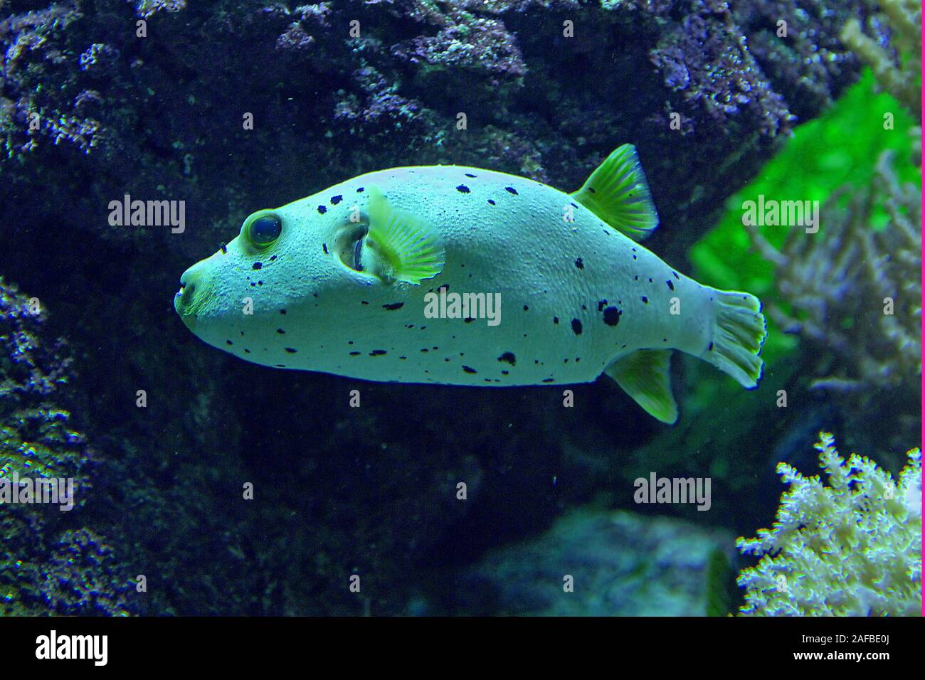 Seehaundskugelfisch, (Arothron nigropunctatus), Aquarienaufnahme 2005 Stock Photo