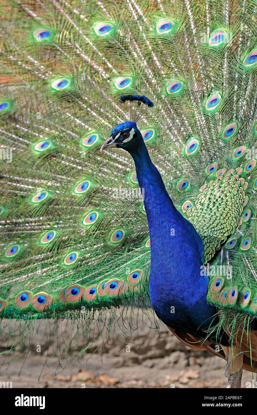 Blauer Pfau , Pavo cristatus Stock Photo