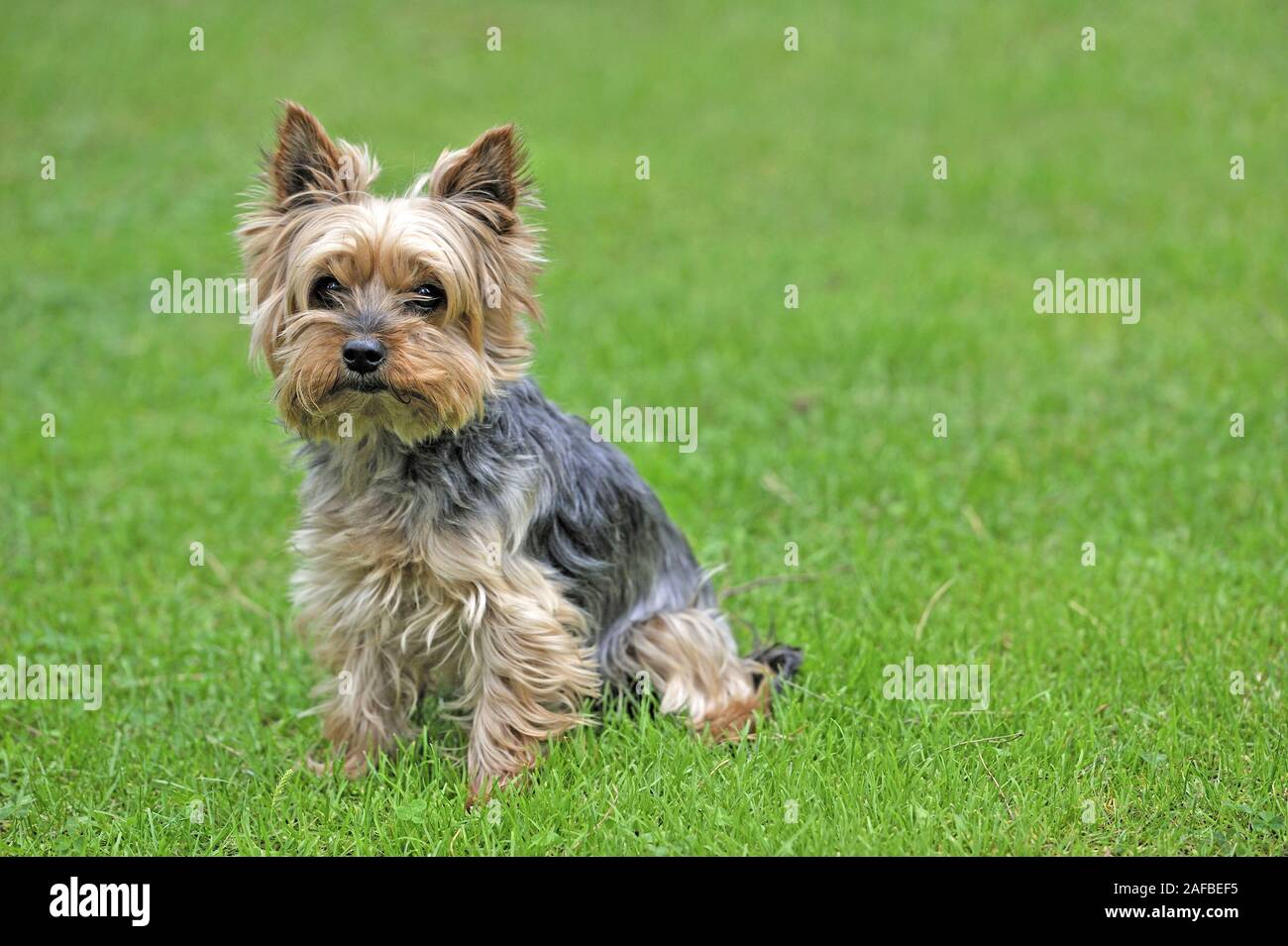 Yorkie hund hi-res stock photography and images - Alamy