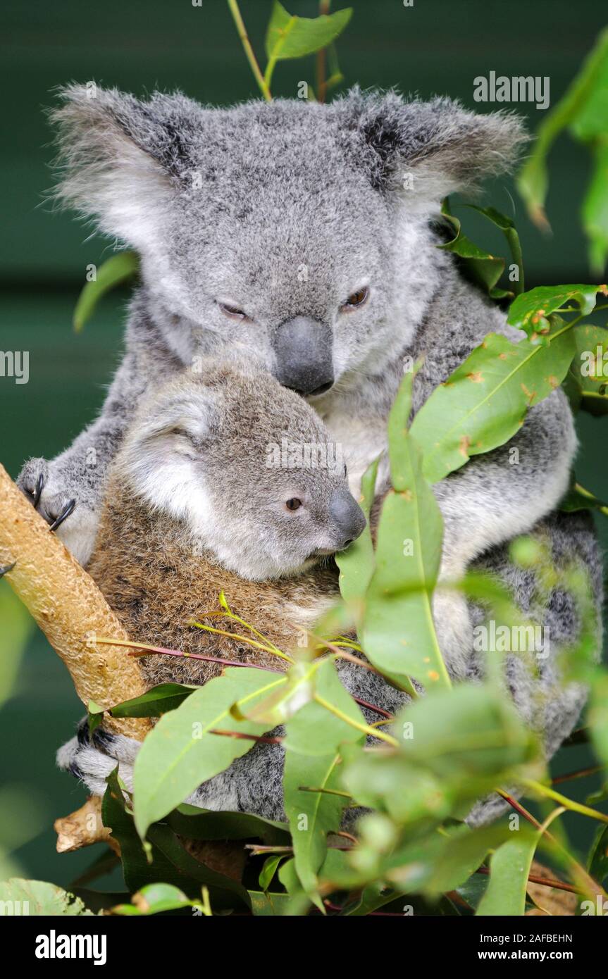 Koala Bär, Phascolartus cinereus, Mutter mit Jungem, Queensland, Australien Stock Photo