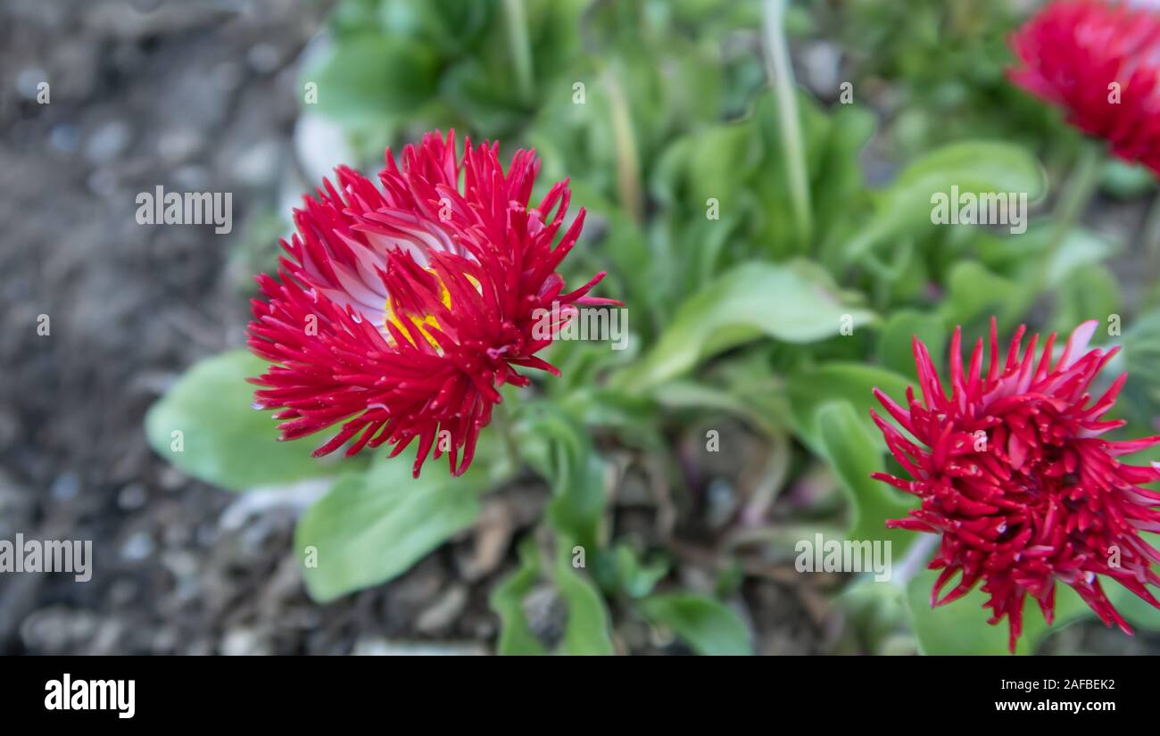 Red flowers in the garden Stock Photo