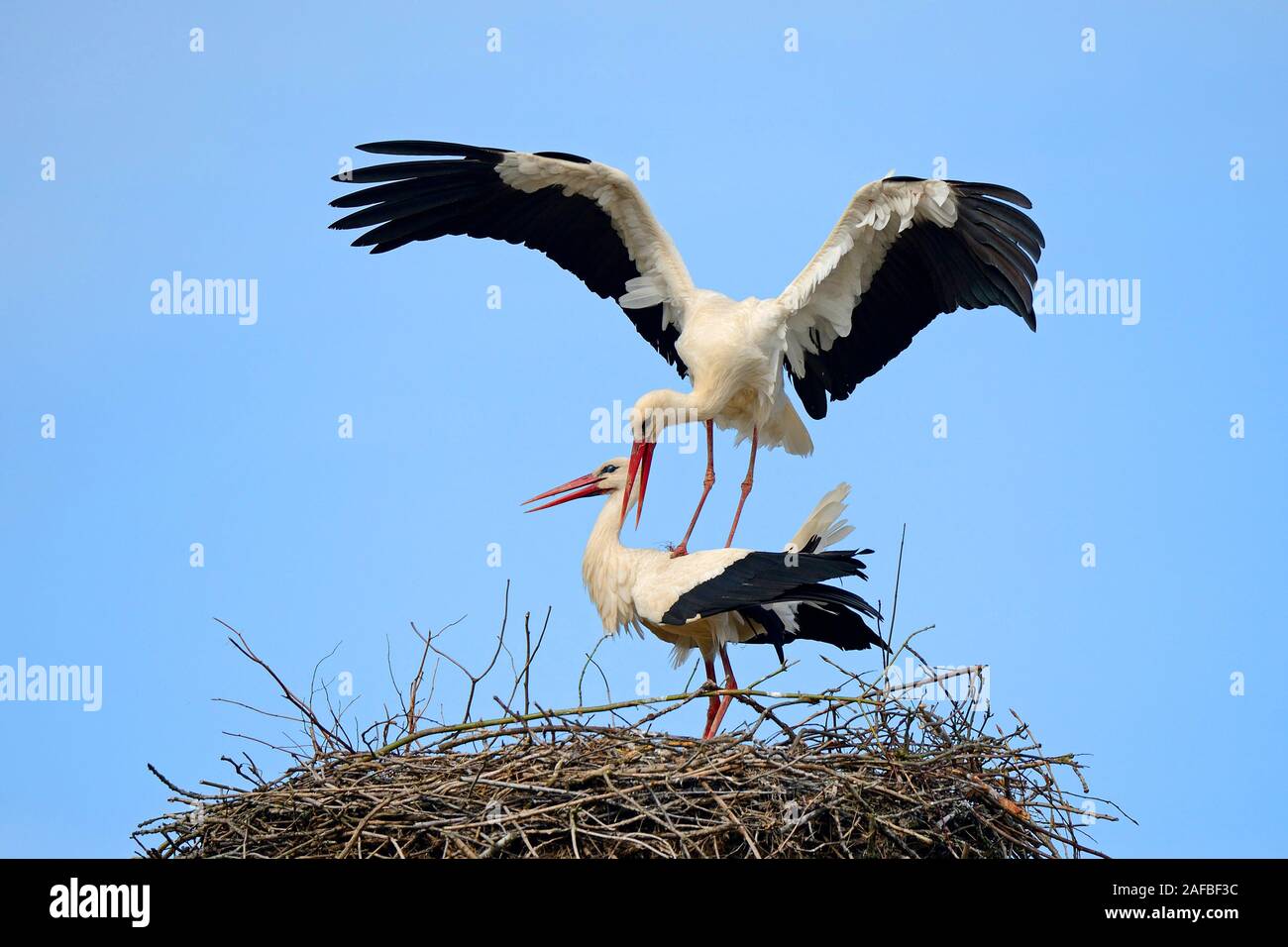 Weißstoerche (Ciconia ciconia), bei der Paarung im Nest, Storchendorf Linum, Brandenburg, Deutschland, Europa, oeffentlicherGrund Stock Photo