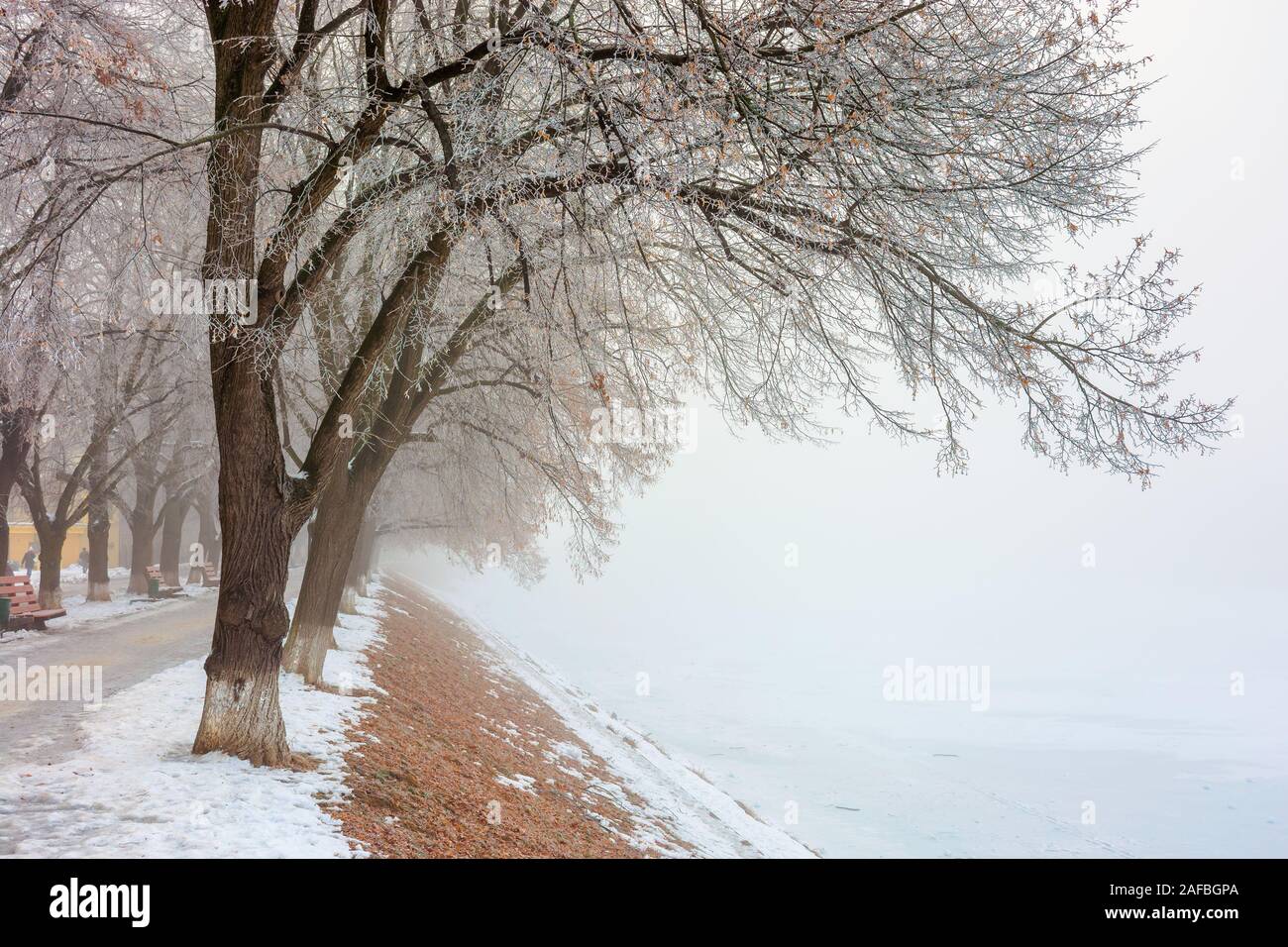 the longest linden alley in winter. beautiful urban scenery of embankment covered in snow and brown fallen foliage. enchanting foggy weather in the mo Stock Photo