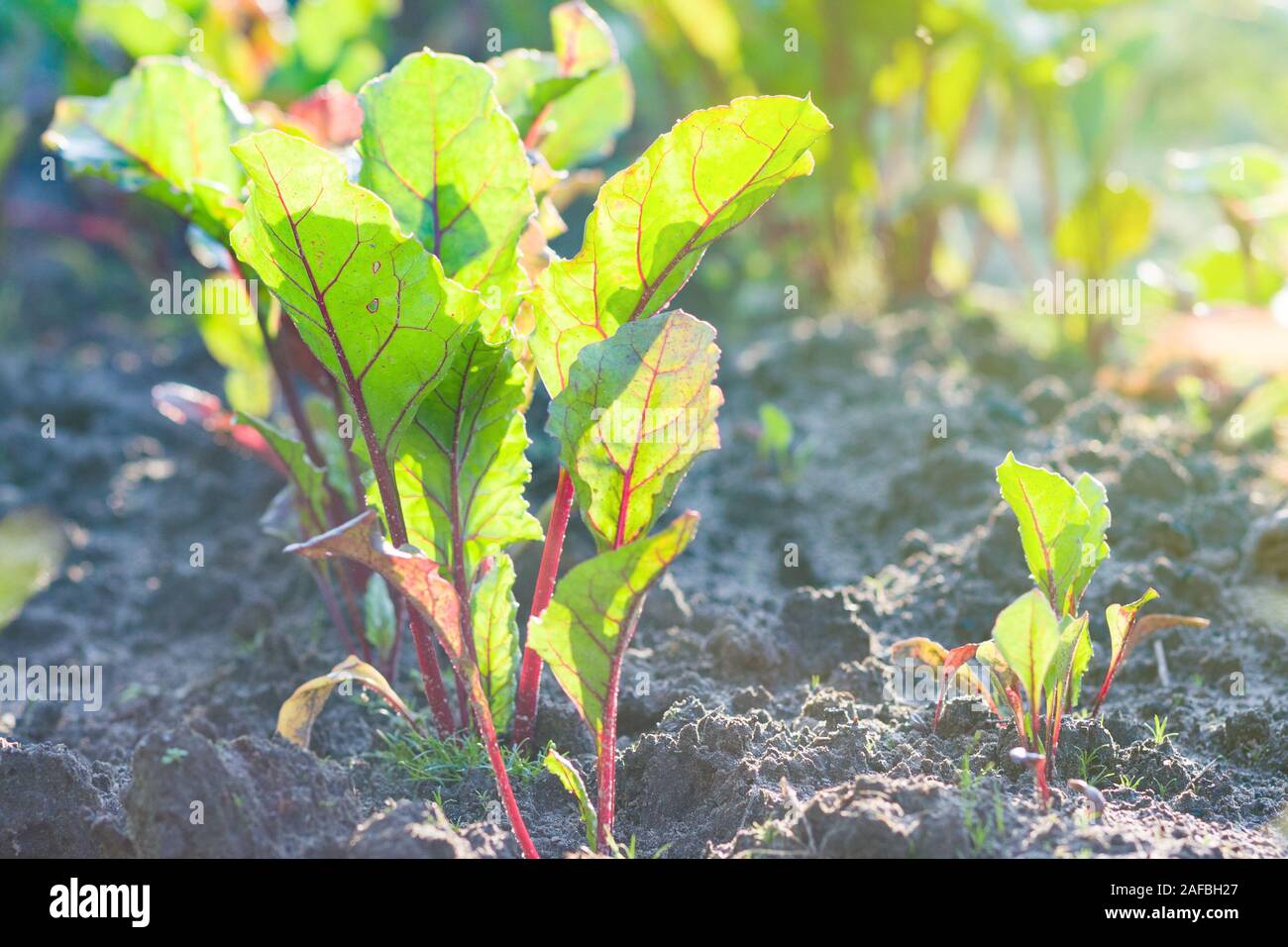 beetroot plants growing on vegetable bed in sunny day Stock Photo