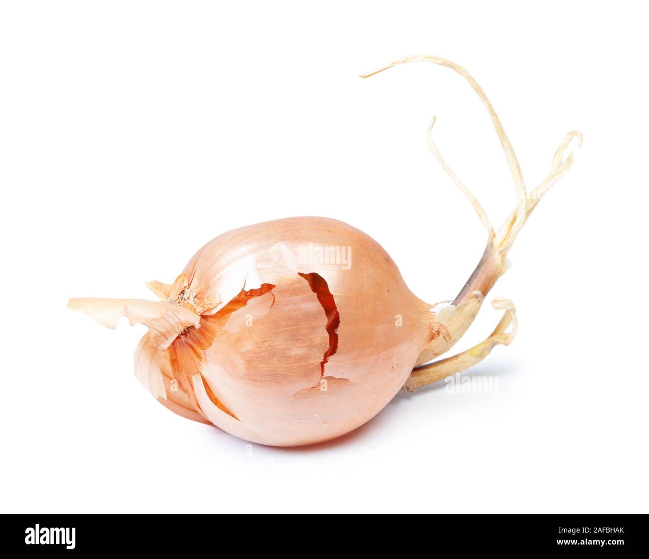 Prouted dried onion isolated on white background Stock Photo