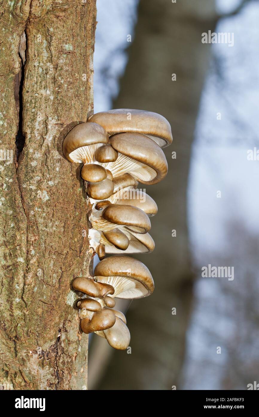 Pearl oyster mushrooms growing on the stem of a dead Aspen tree Stock Photo