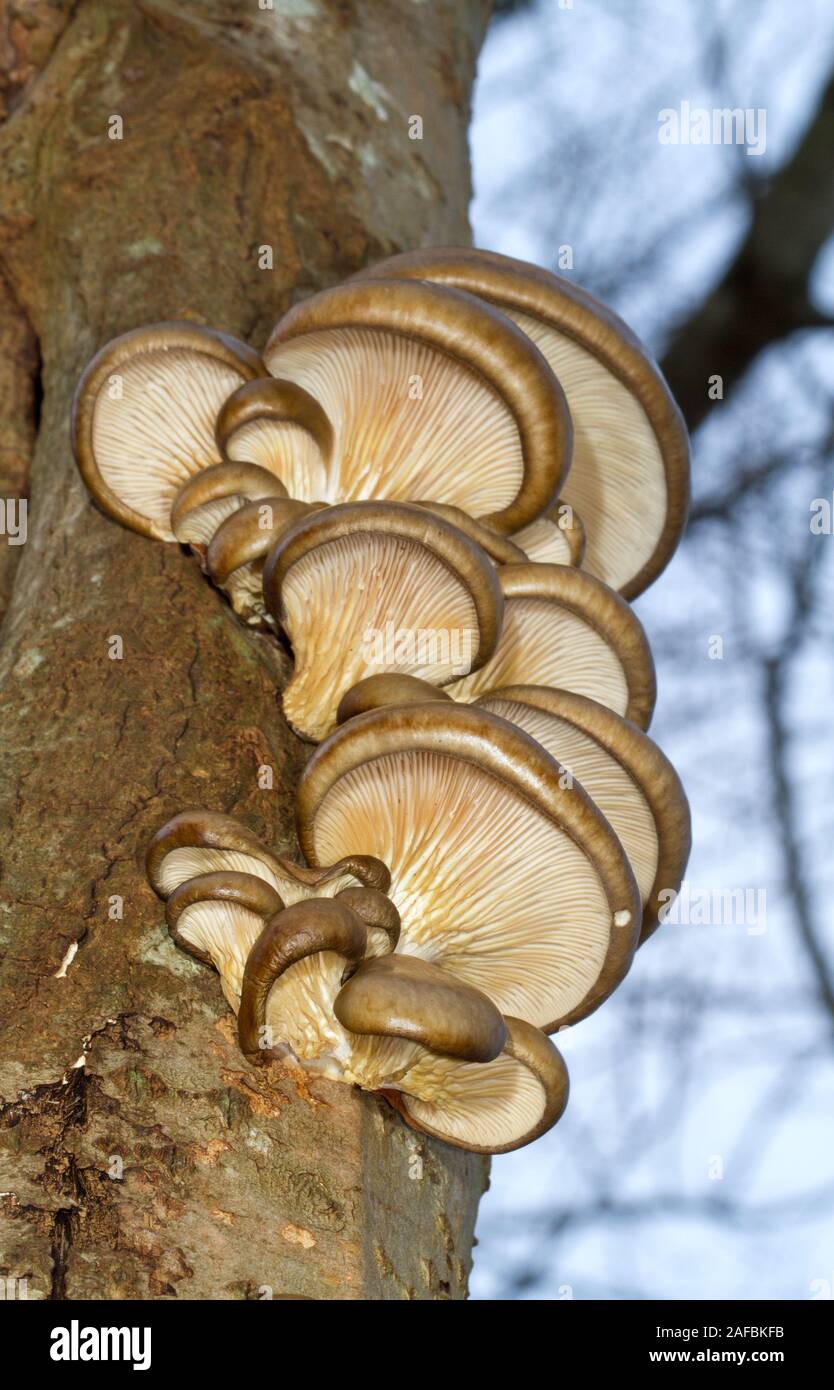 Pearl oyster mushrooms growing on the stem of a dead Aspen tree Stock Photo