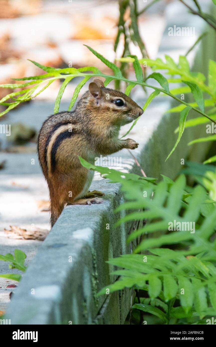 Eastern Chipmunk (Tamias striatus) Stock Photo