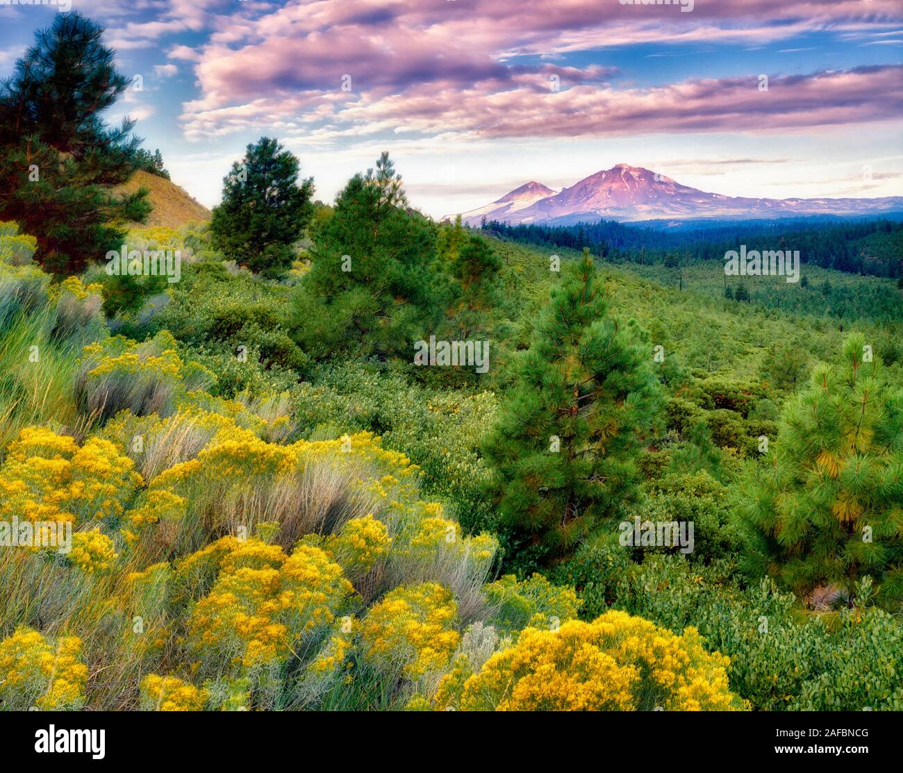 South Sister Mountain and rabbitbrush. Oregon Stock Photo