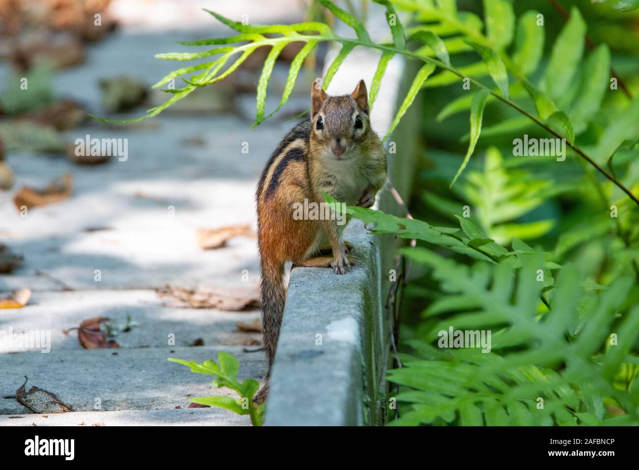Eastern Chipmunk (Tamias striatus) Stock Photo