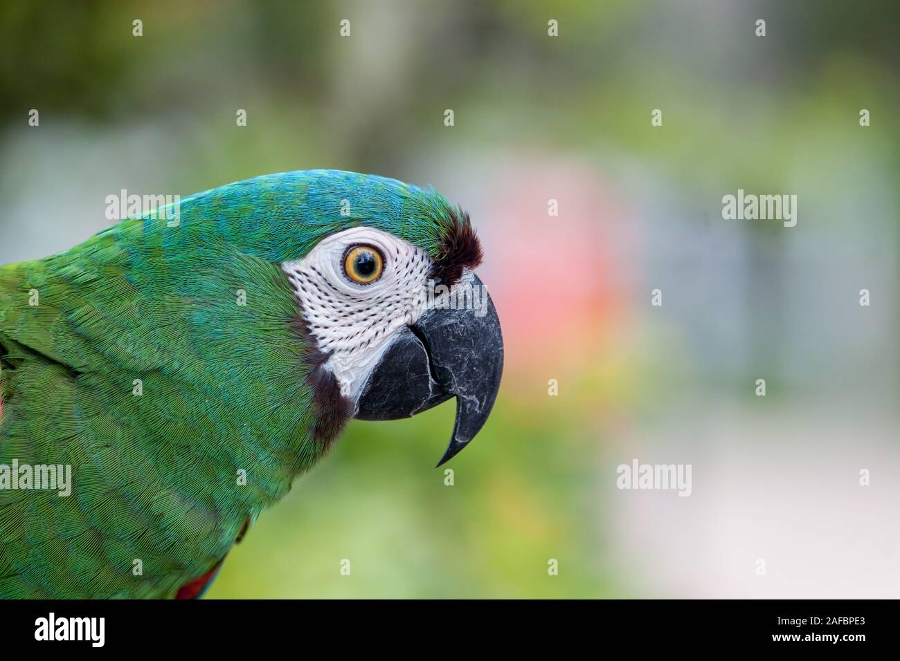 Colorful parakeet, parrot, cockatoo or macaw, typical of the tropics, and south america Stock Photo
