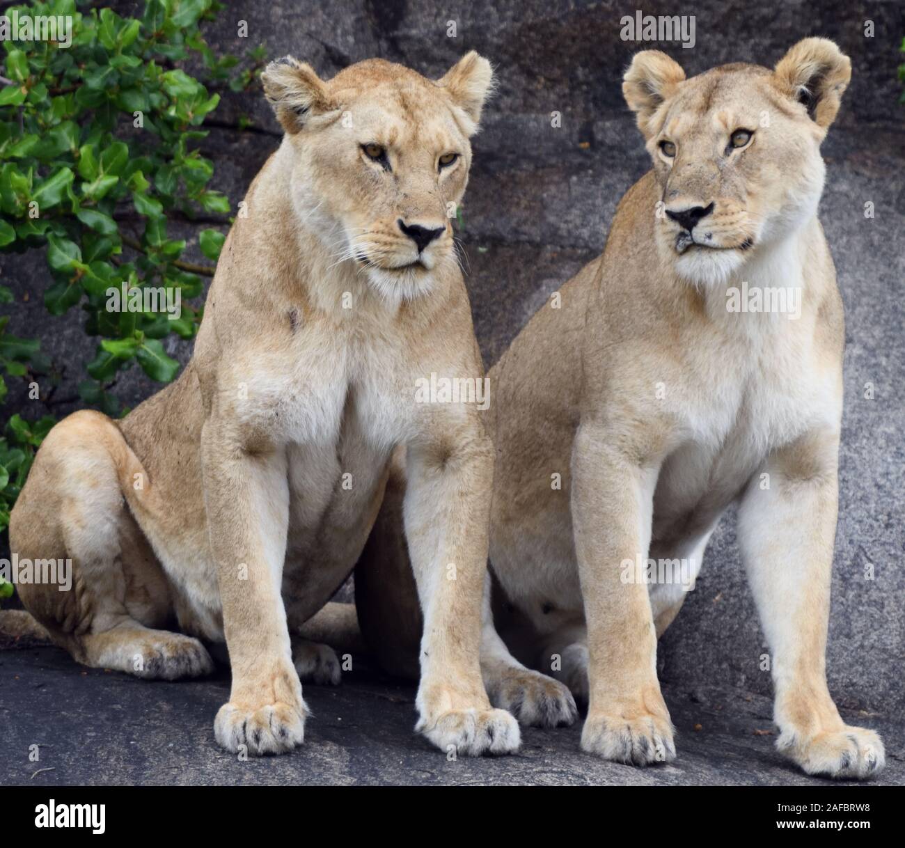Two female lions (Panthera leo), perhaps sisters, in a shady spot, near where at least two sets of cubs are playing. Serengeti National Park, Tanzania Stock Photo