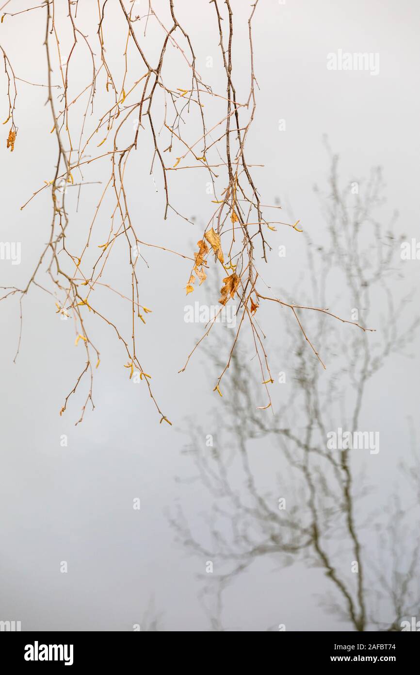 Reflection of bare tree branches on water in autumn Stock Photo